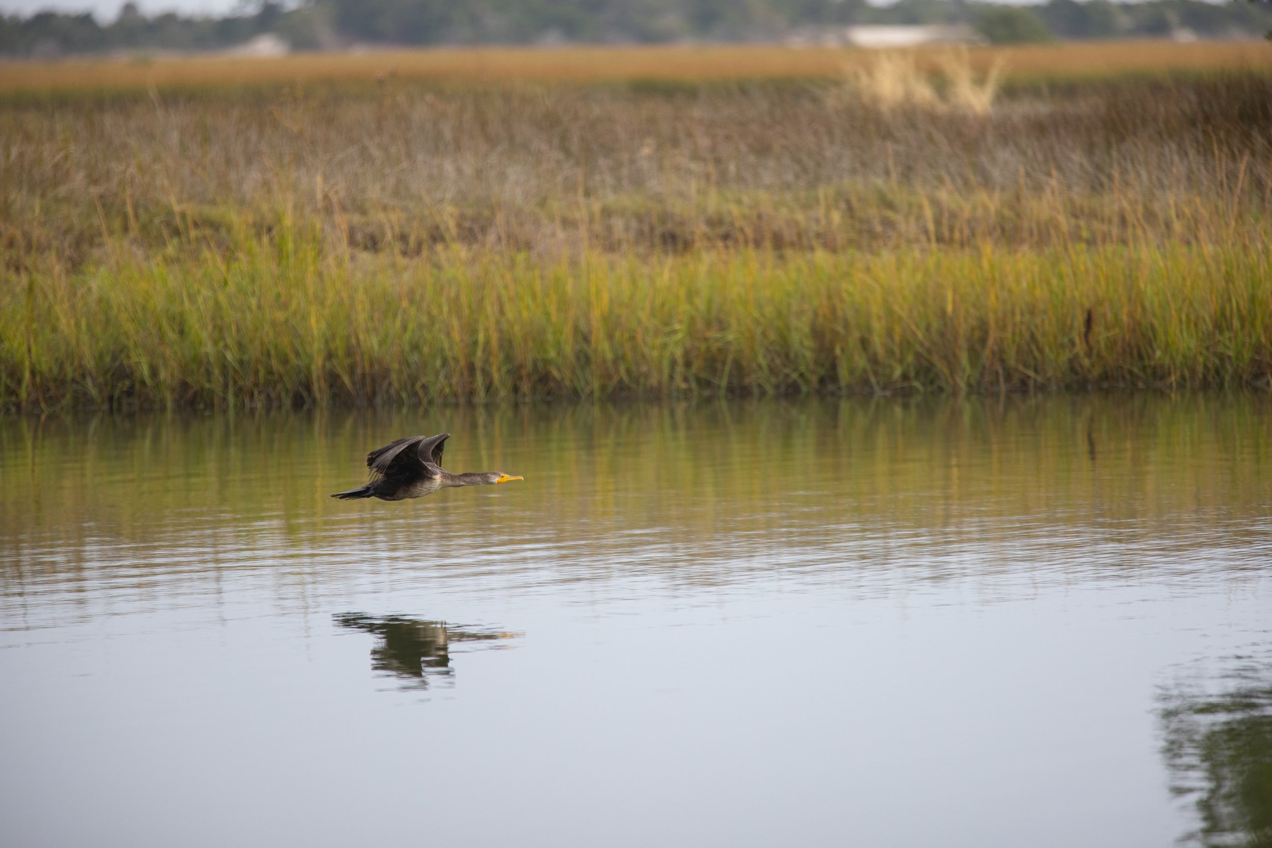 Cormorant gliding above the water
