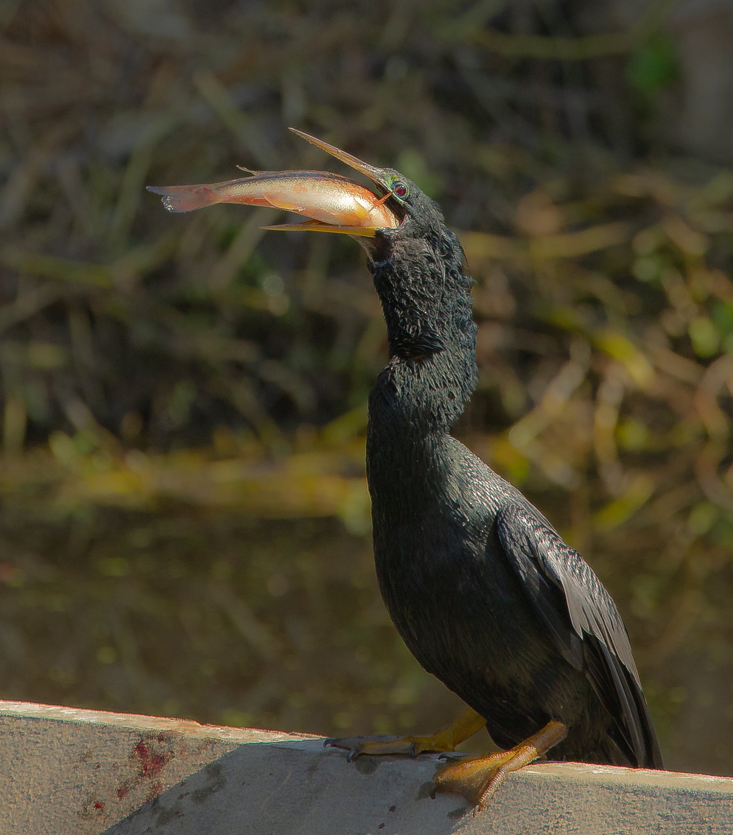 Cormorant having breakfast on the go