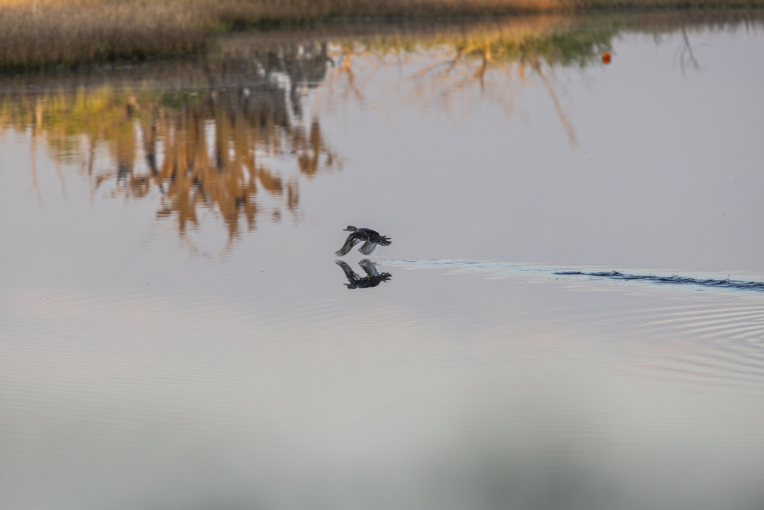 Waterfowl flying across the water