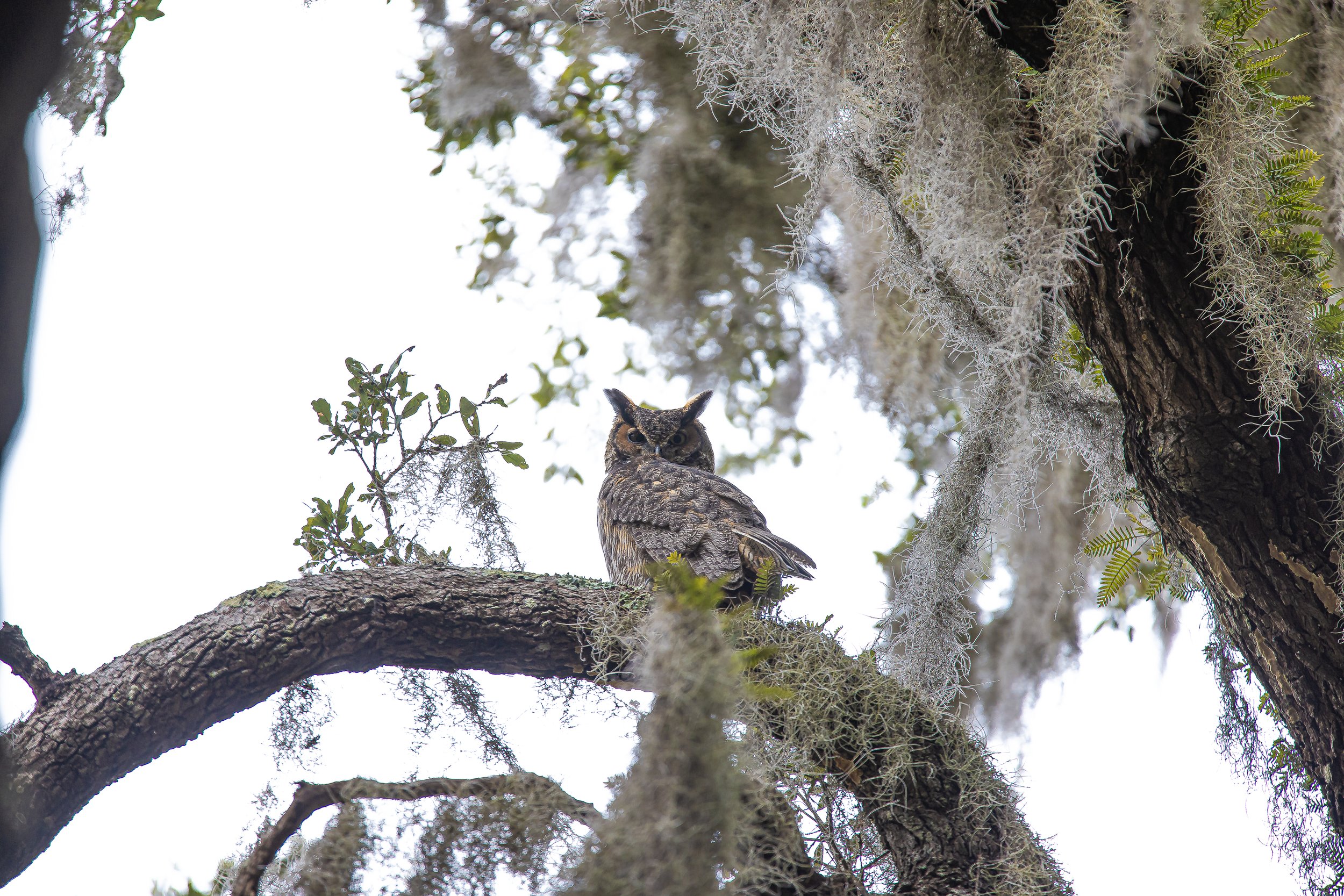 Great Horne Owl