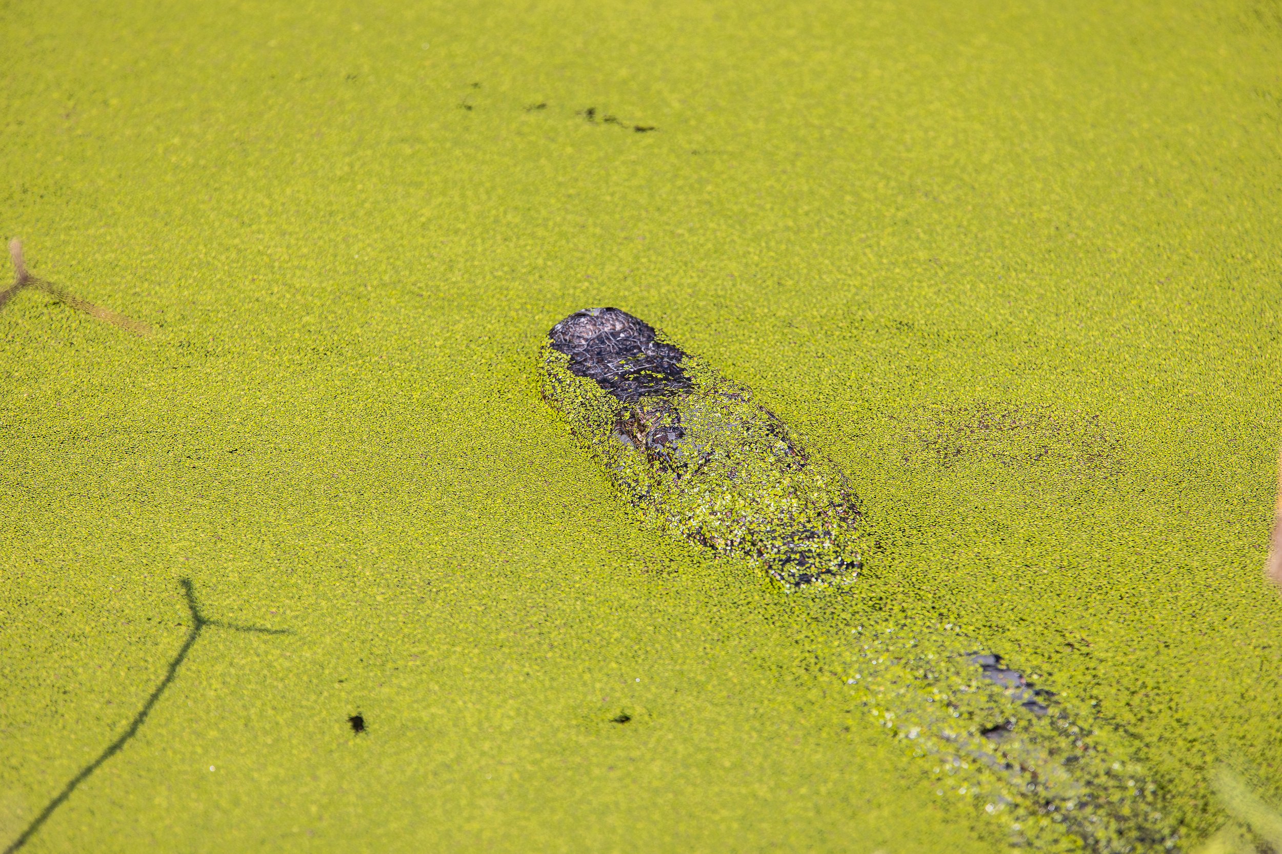 Alligator swimming in the marsh