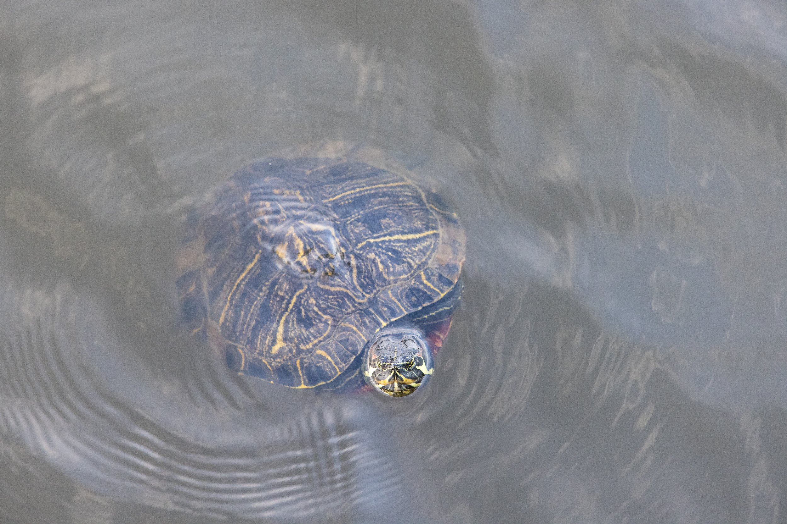 Painter Turtle