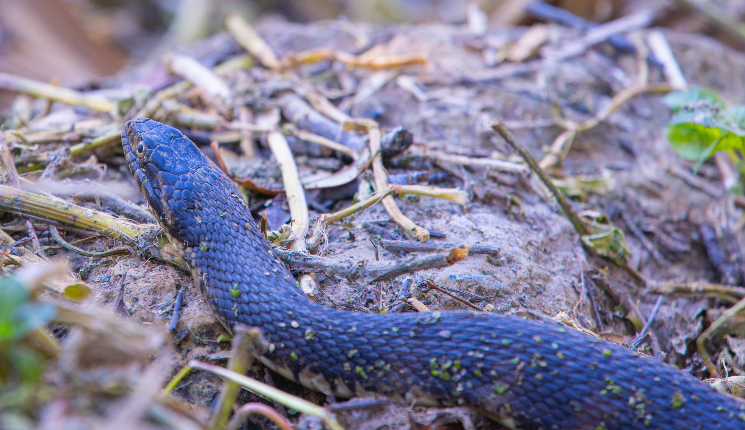 Black Snake