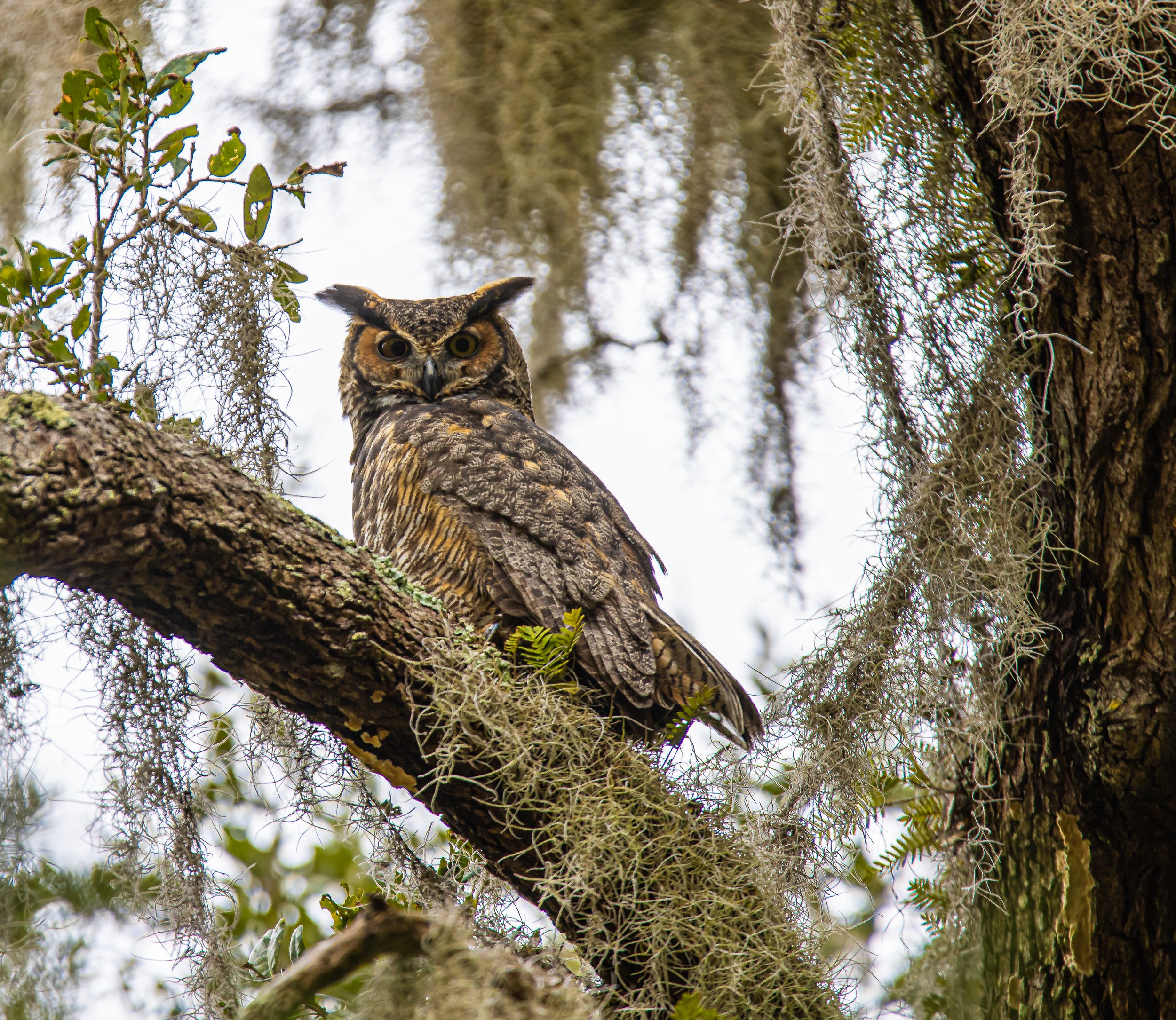 Great Horned Owl