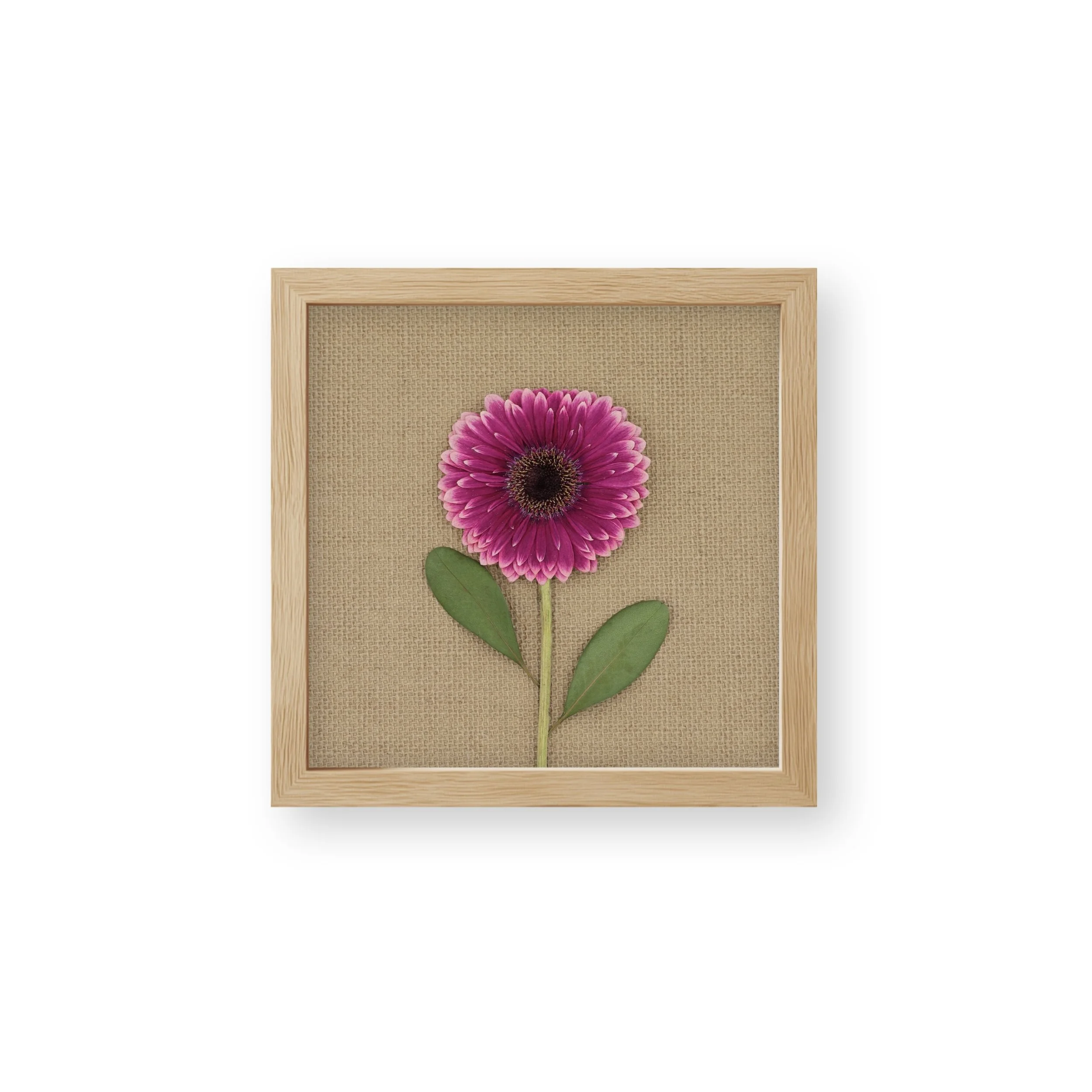 Pink Gerbera Daisy Floral Art Print - Flower Art Limited Edition