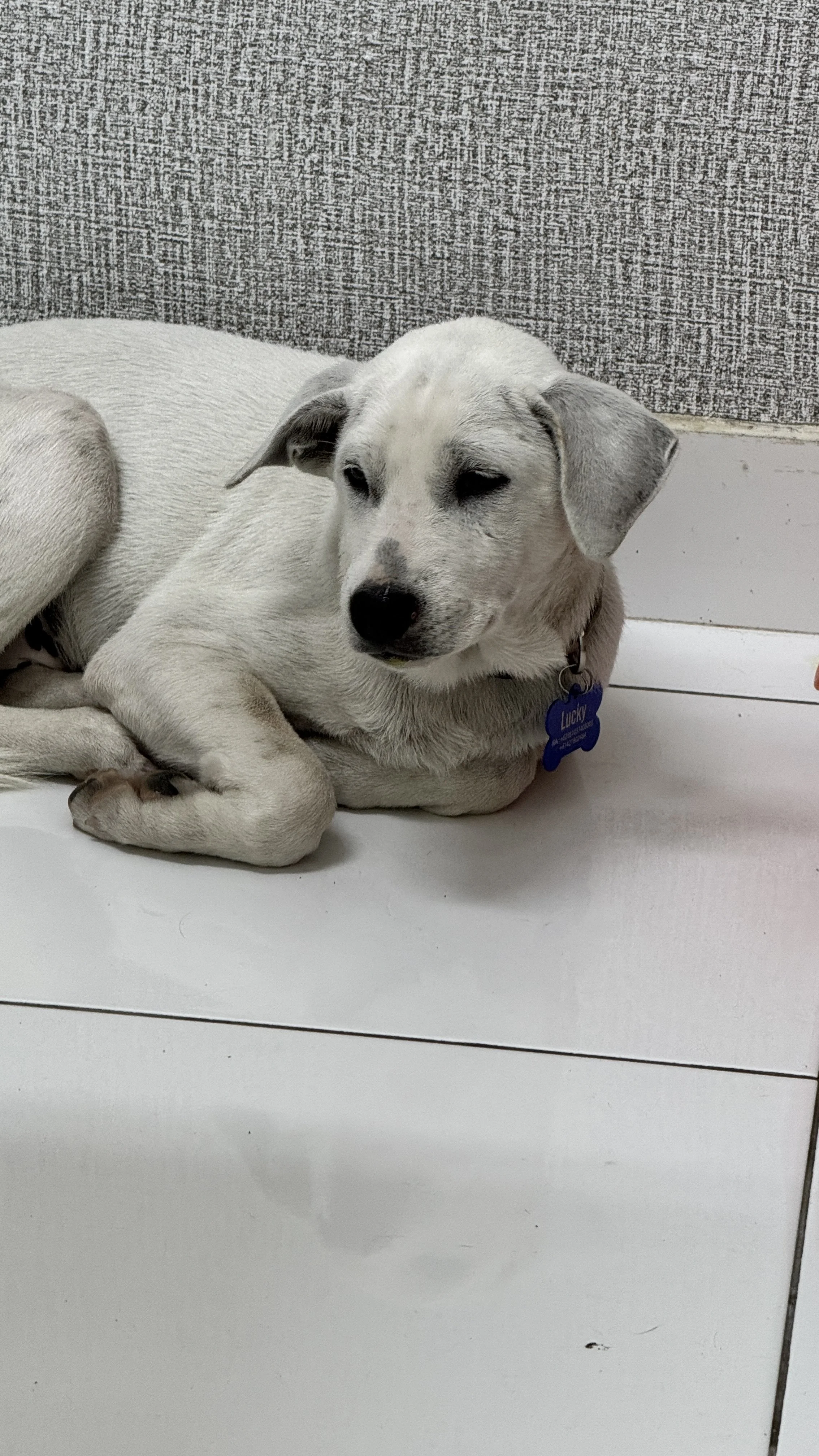 A small white dog with gray spots, lying on a white surface, named Lucky, with a gray textured wall in the background and a white baseboard.