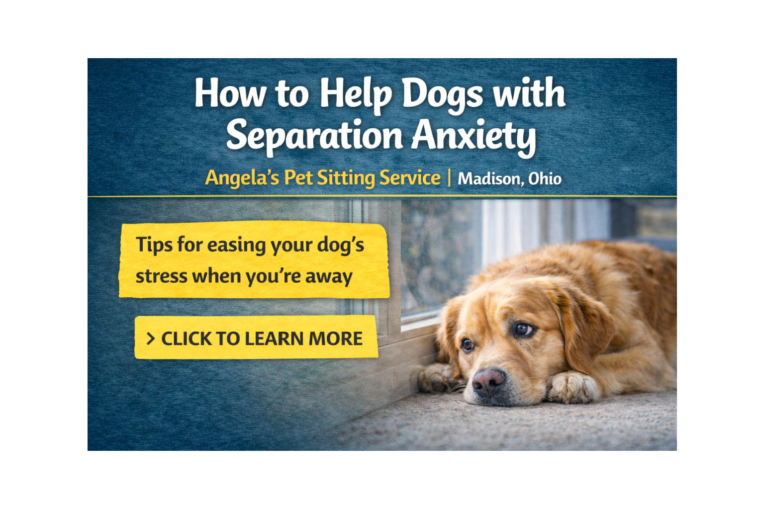 How to Help Dogs with Separation Anxiety                           | Tips from a Pet Sitter in Madison, Ohio