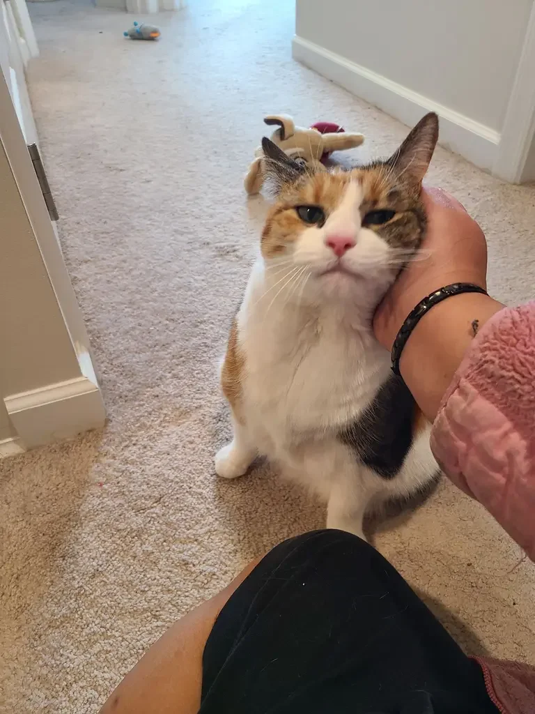 A person petting a gray tabby cat with closed eyes on a patterned couch.