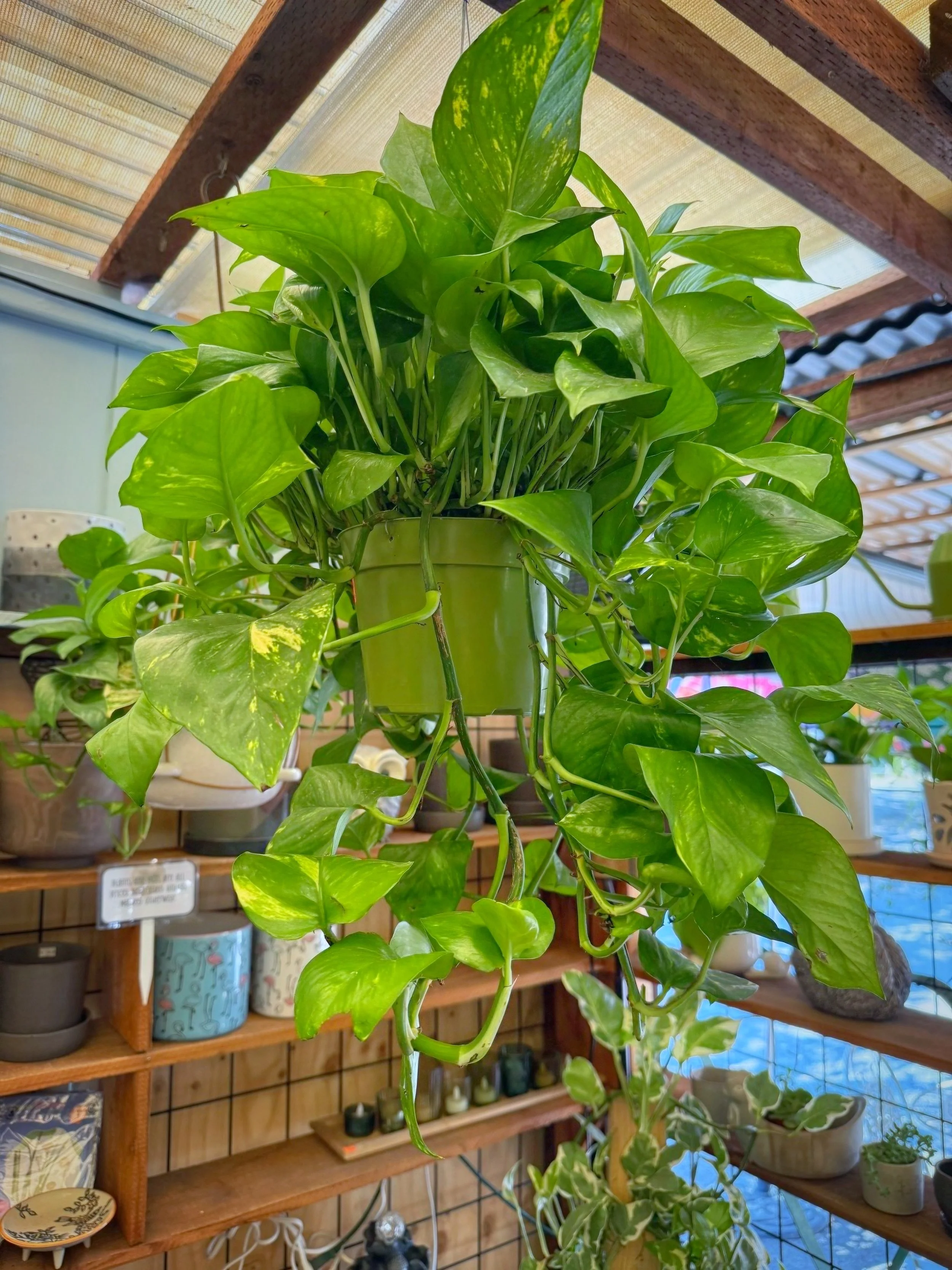 Golden Pothos
