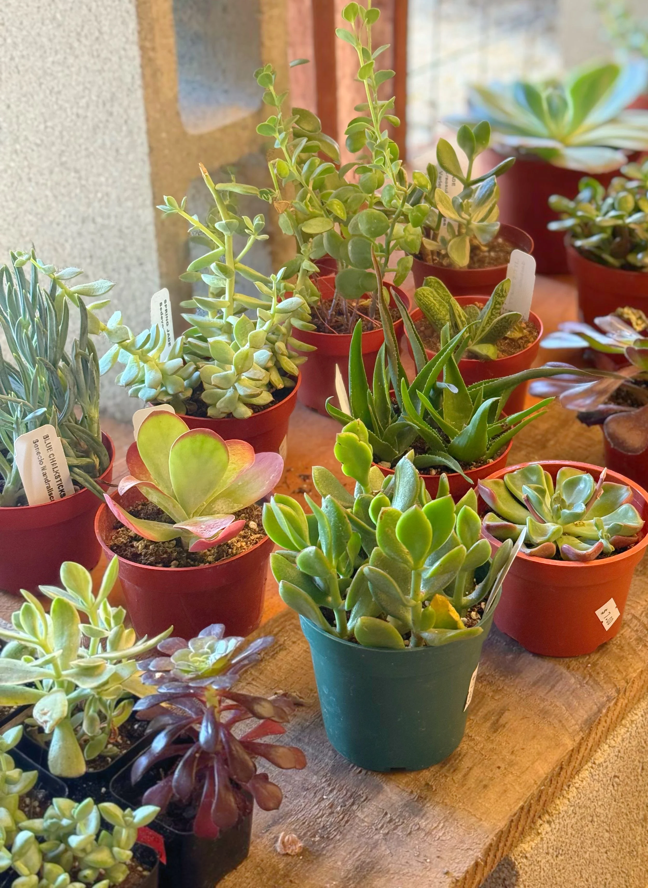 Succulents