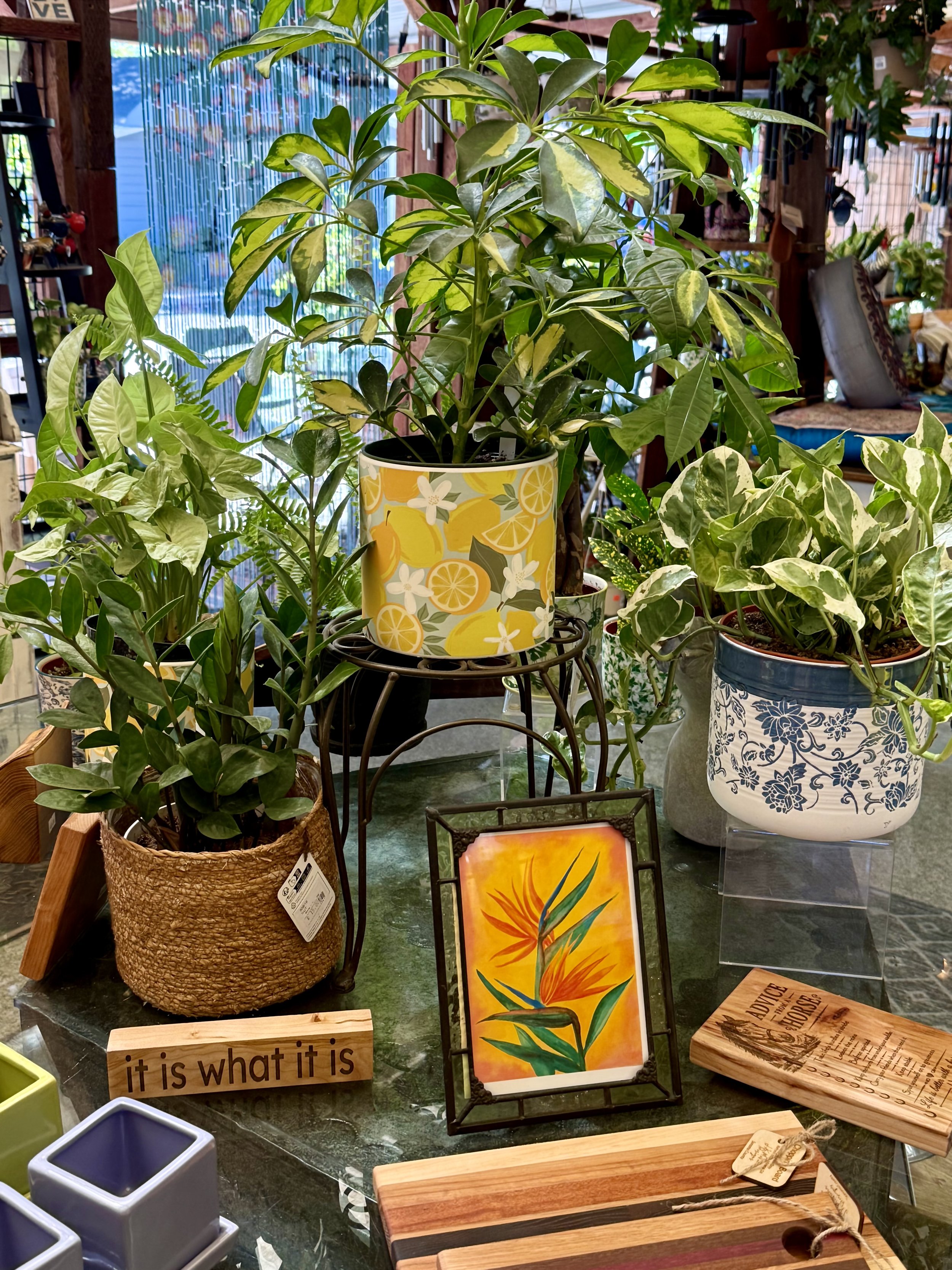 Variegated Umbrella Plant