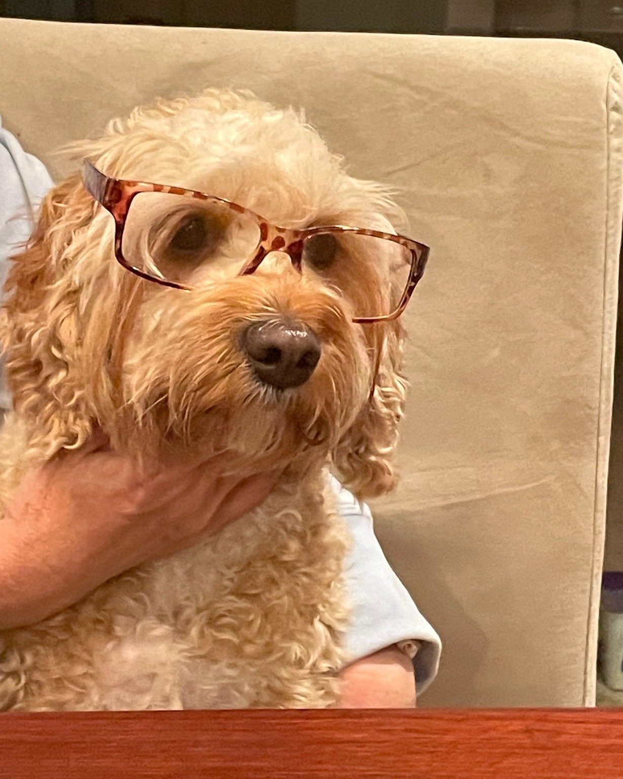 Dogs are people too! How amazing that we get to enjoy their company and personalities, and sheer joy. Back this week with her 100% natural homemade dog food and treats, come and see Suzy from Doggy Style Delivered for any dietary needs your dog may h