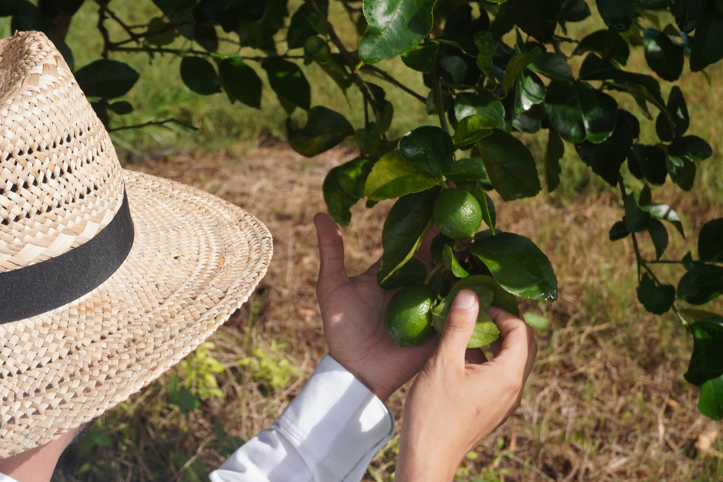 Persona cosechando limones en un árbol bajo el sol, con sombrero de paja y ropa blanca.