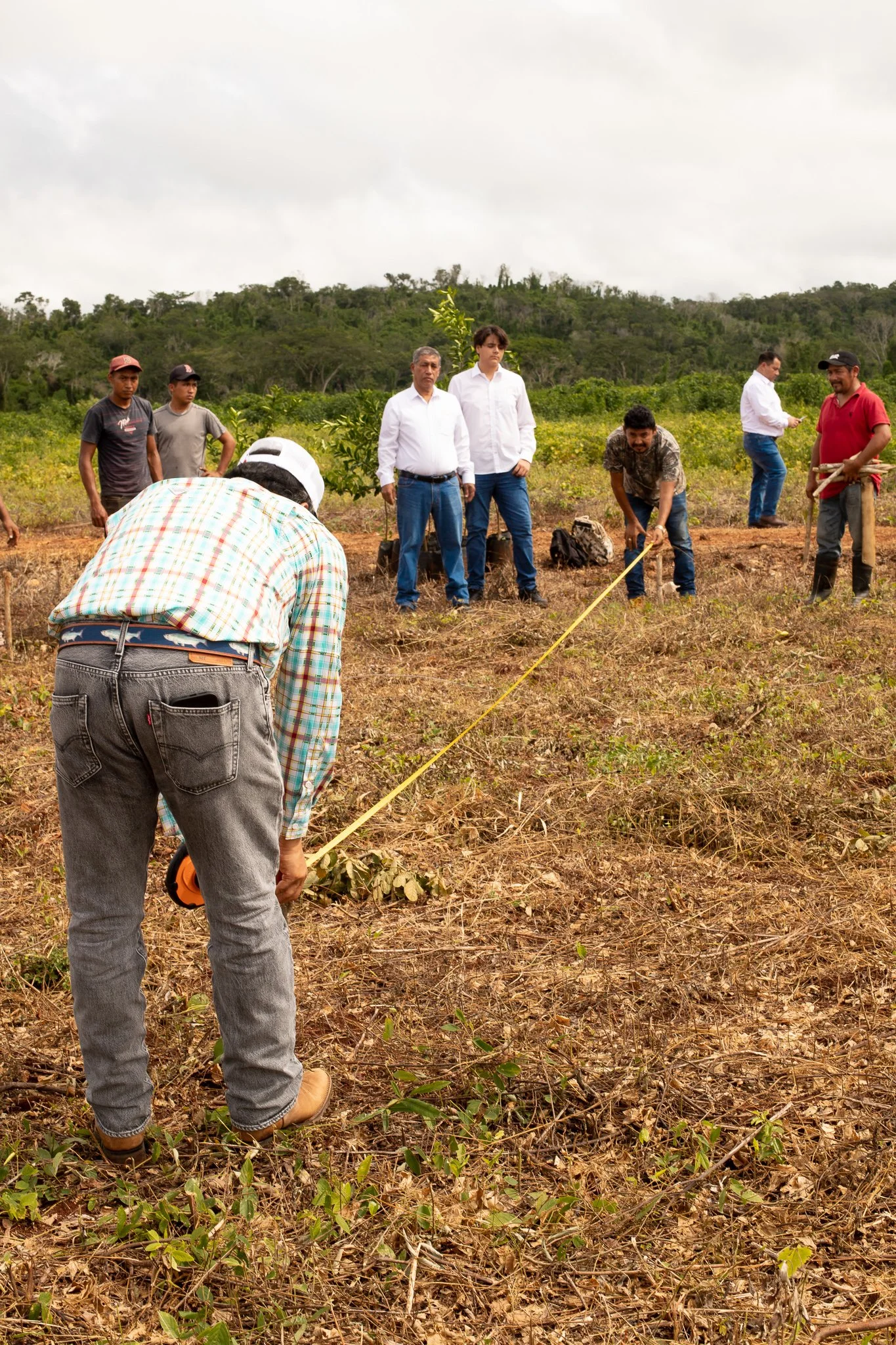 Proyecto agrícola con retorno seguro: el dinero sí crece en los árboles