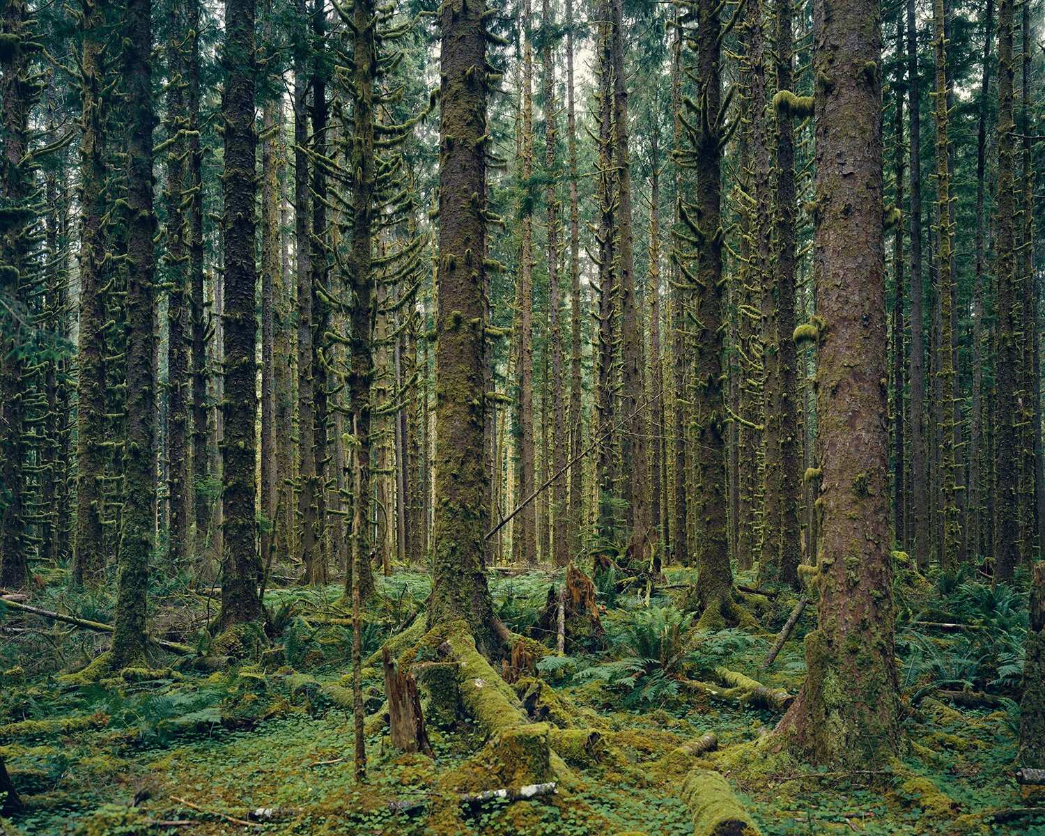 LEONARDO DREW, MITCH EPSTEIN, MARC HANDELMAN, LUIZ ZERBINI