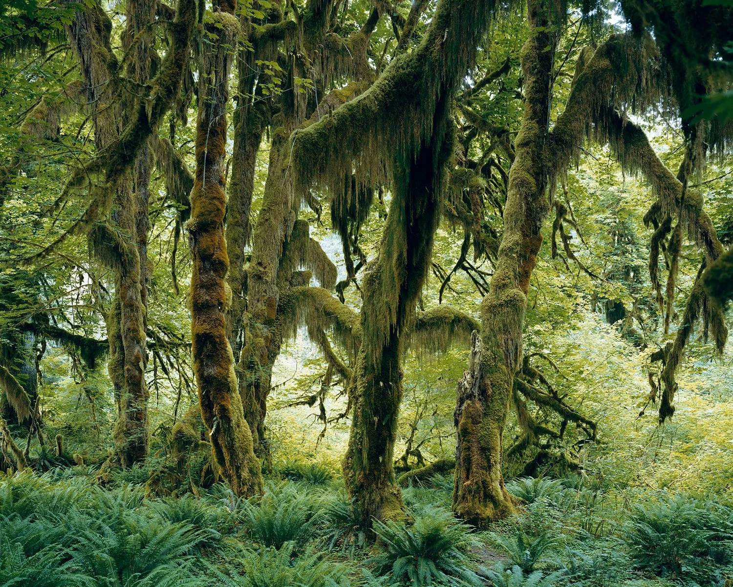 "In ‘Old Growth,’ Mitch Epstein Travels the U.S. to Capture Monumental Ancient Relics."