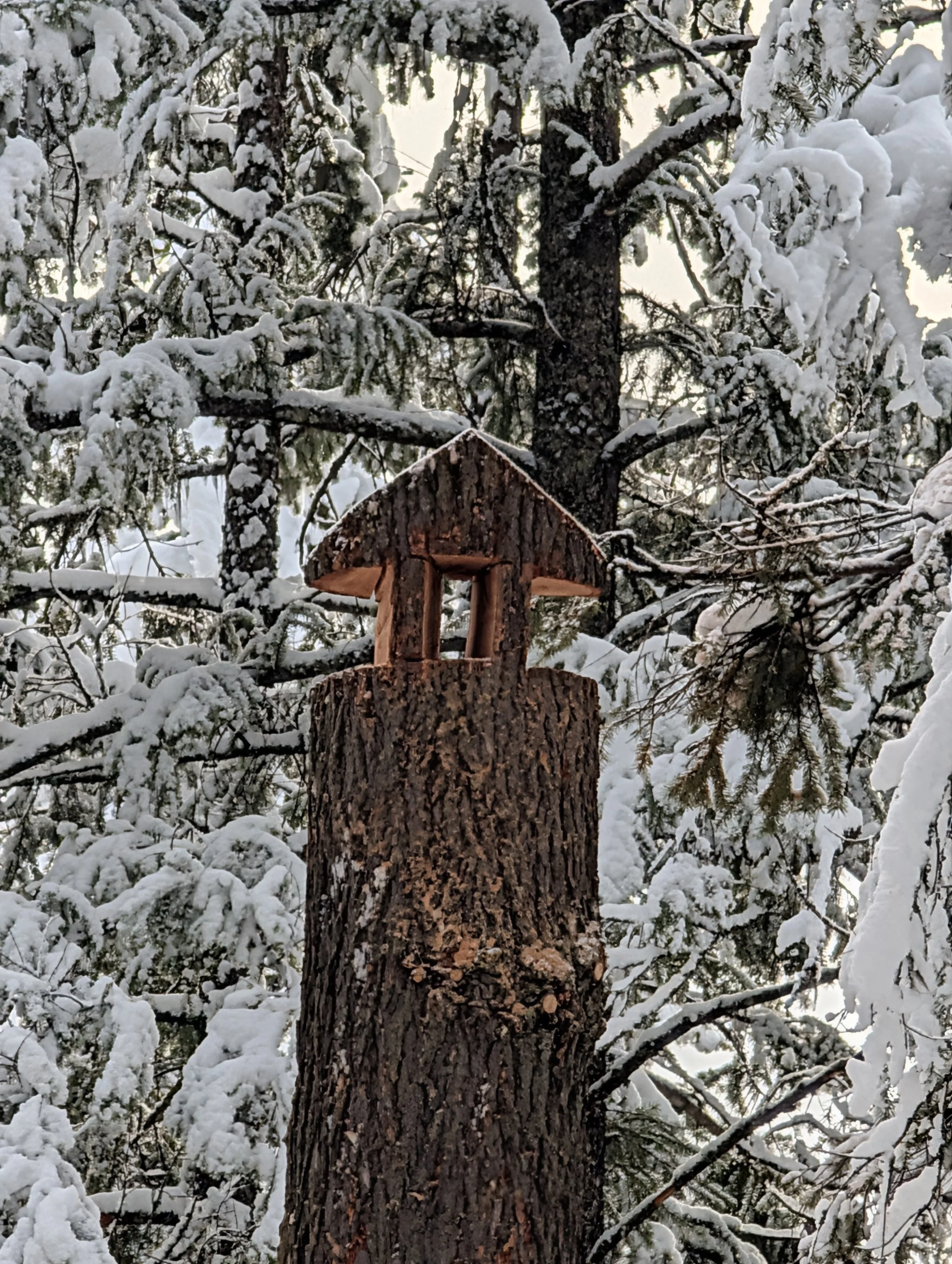 Life After Death: Why Leaving a Habitat Stem is the Smartest Way to Remove a Tree
