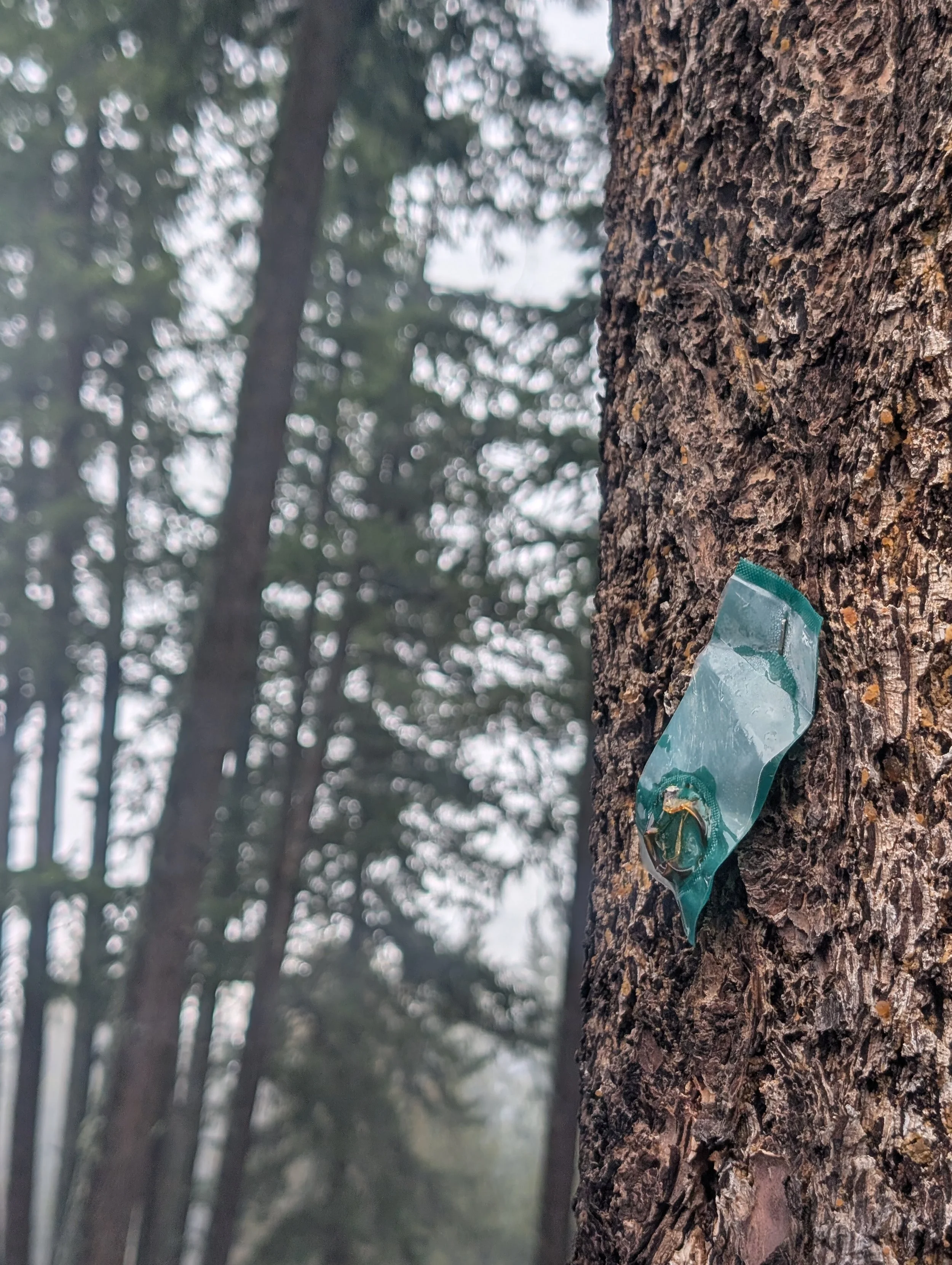 How to Save Your Douglas Firs: A Guide to MCH Pheromone Packs