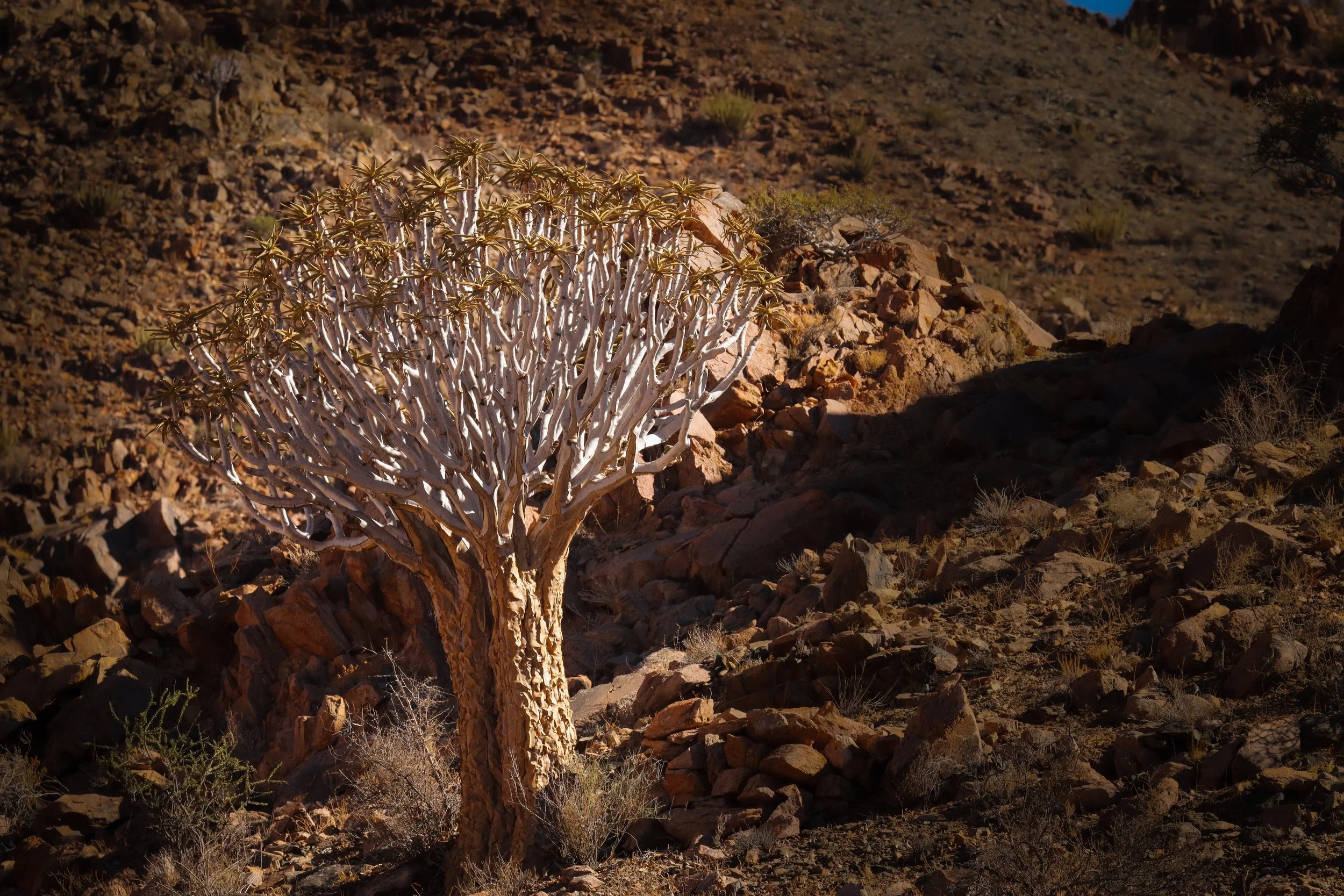Quiver Tree in Namibia