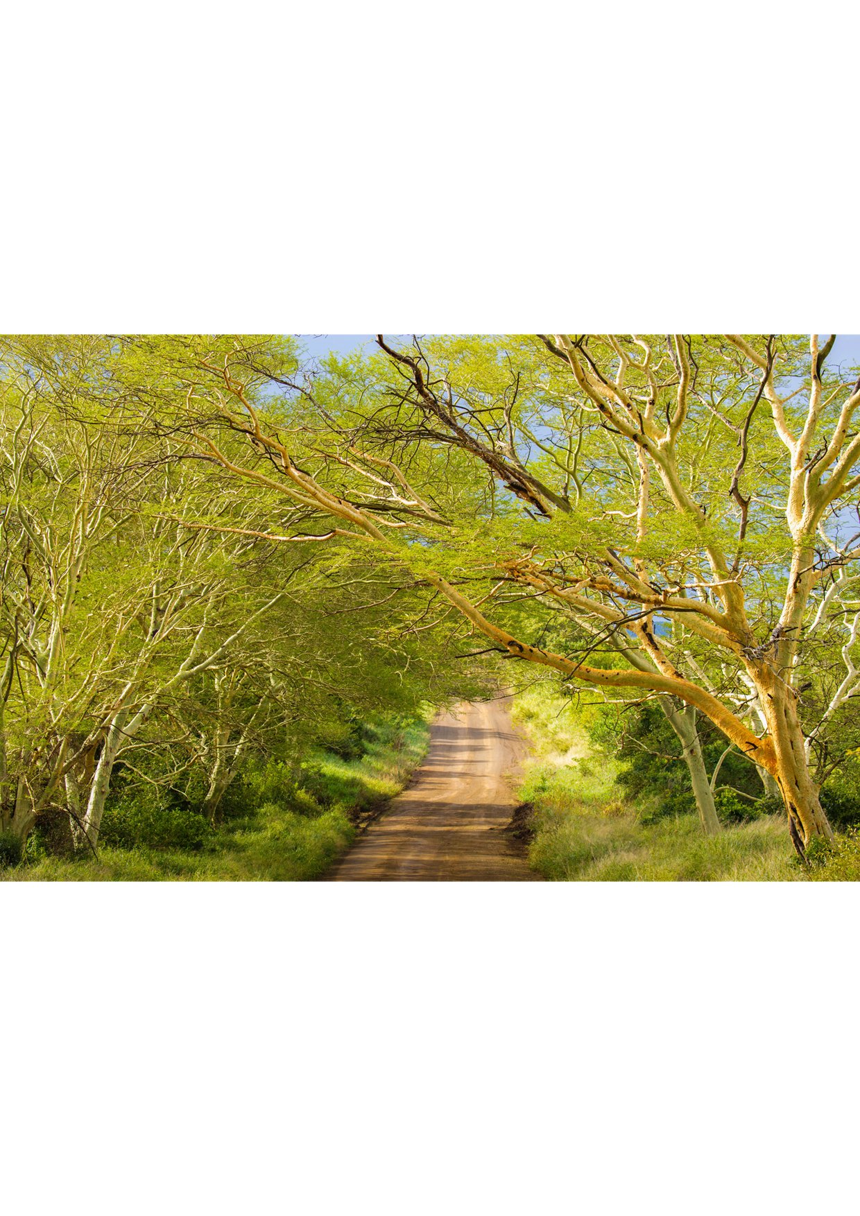 A3 (297mmx420mm) Fever Trees in Zululand South Africa