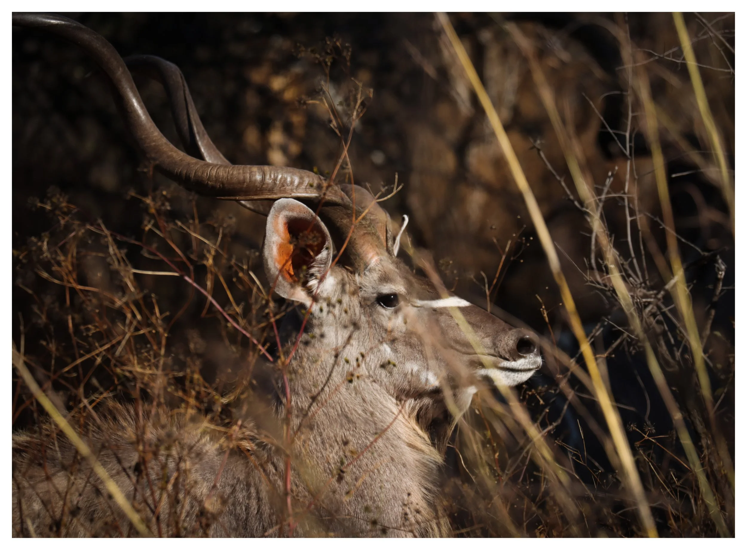 Kudu Bull border.jpg