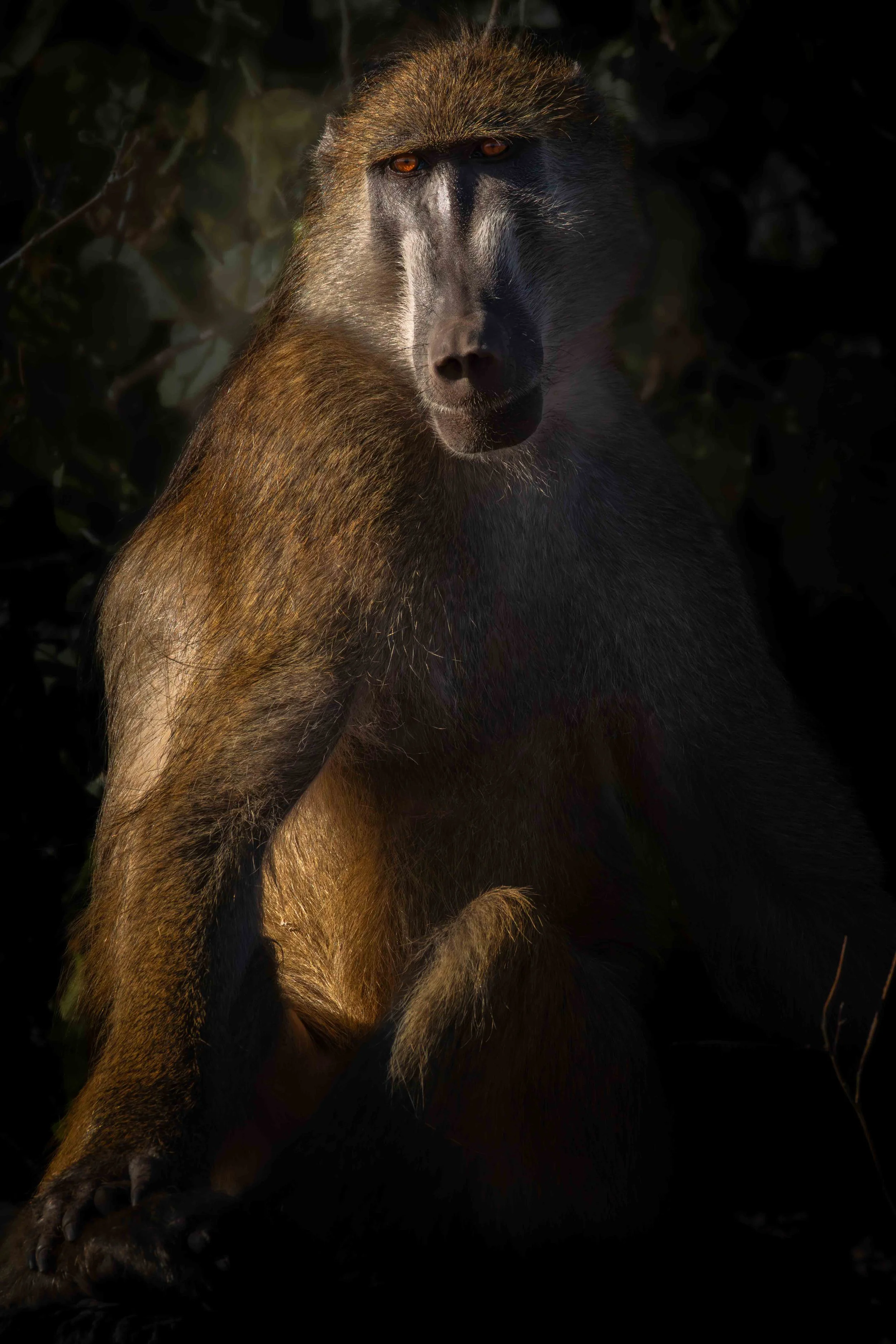An African Baboon relaxing in the winter sun on the banks of the Chobe River