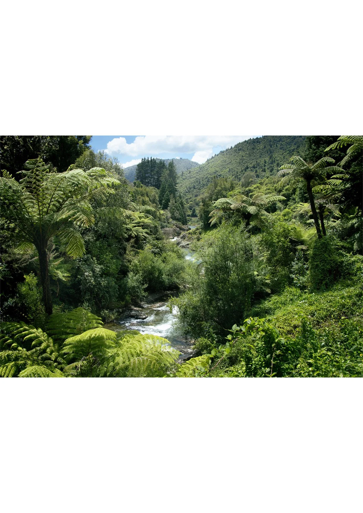 A2 (420mmx594mm) Waieoka Gorge, Gisborne, New Zealand