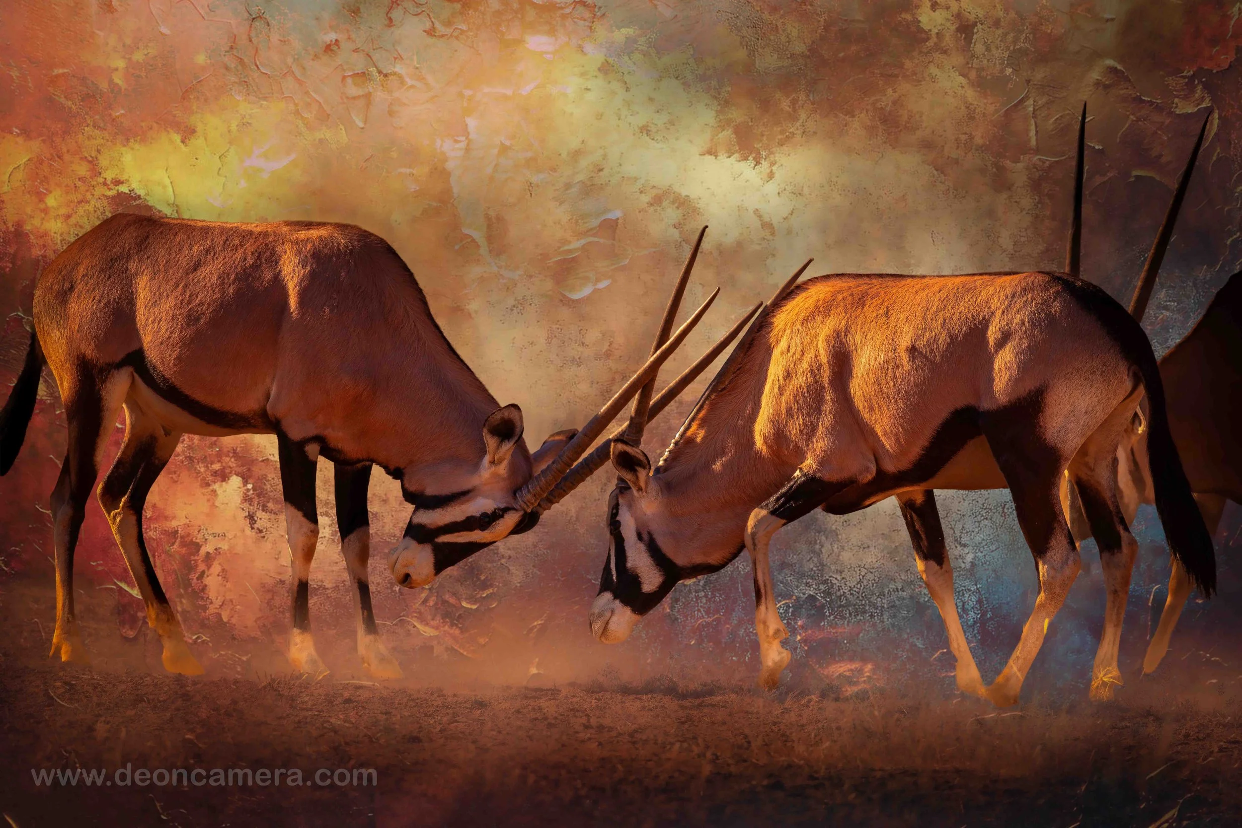 Limited offer. Oryx wildlife fine art image high resolution download, with no watermark