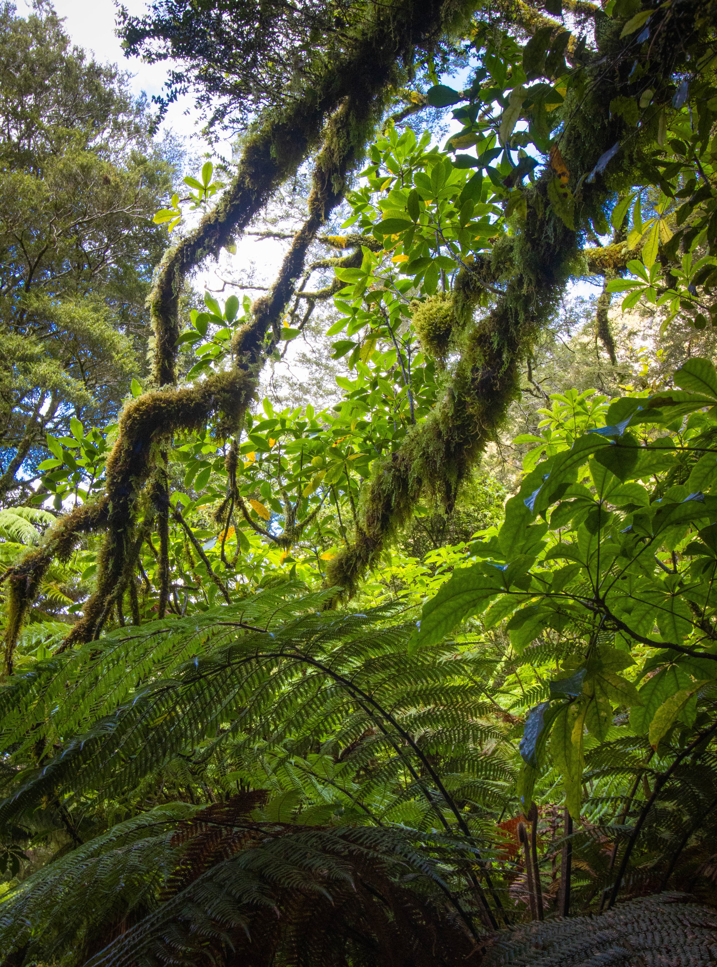 New Zealand Forests (H Landscape layout)