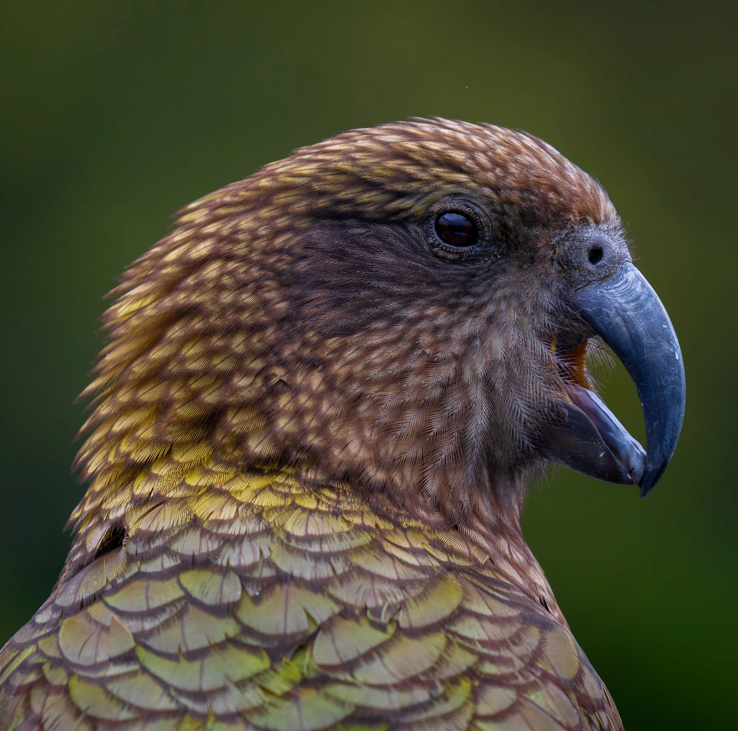 New Zealand's Alpine Parrot, the Kea found in the Fjord land Mountains on  the South Island.