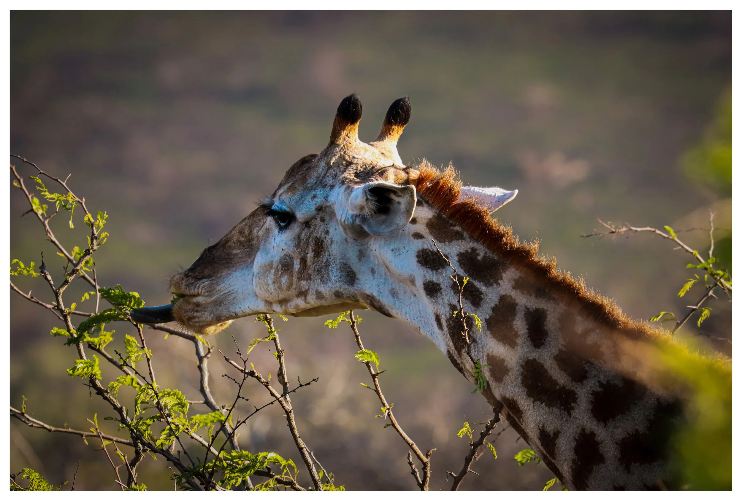 Zululand, South Africa Photographic Safari - Holiday(July 2027)