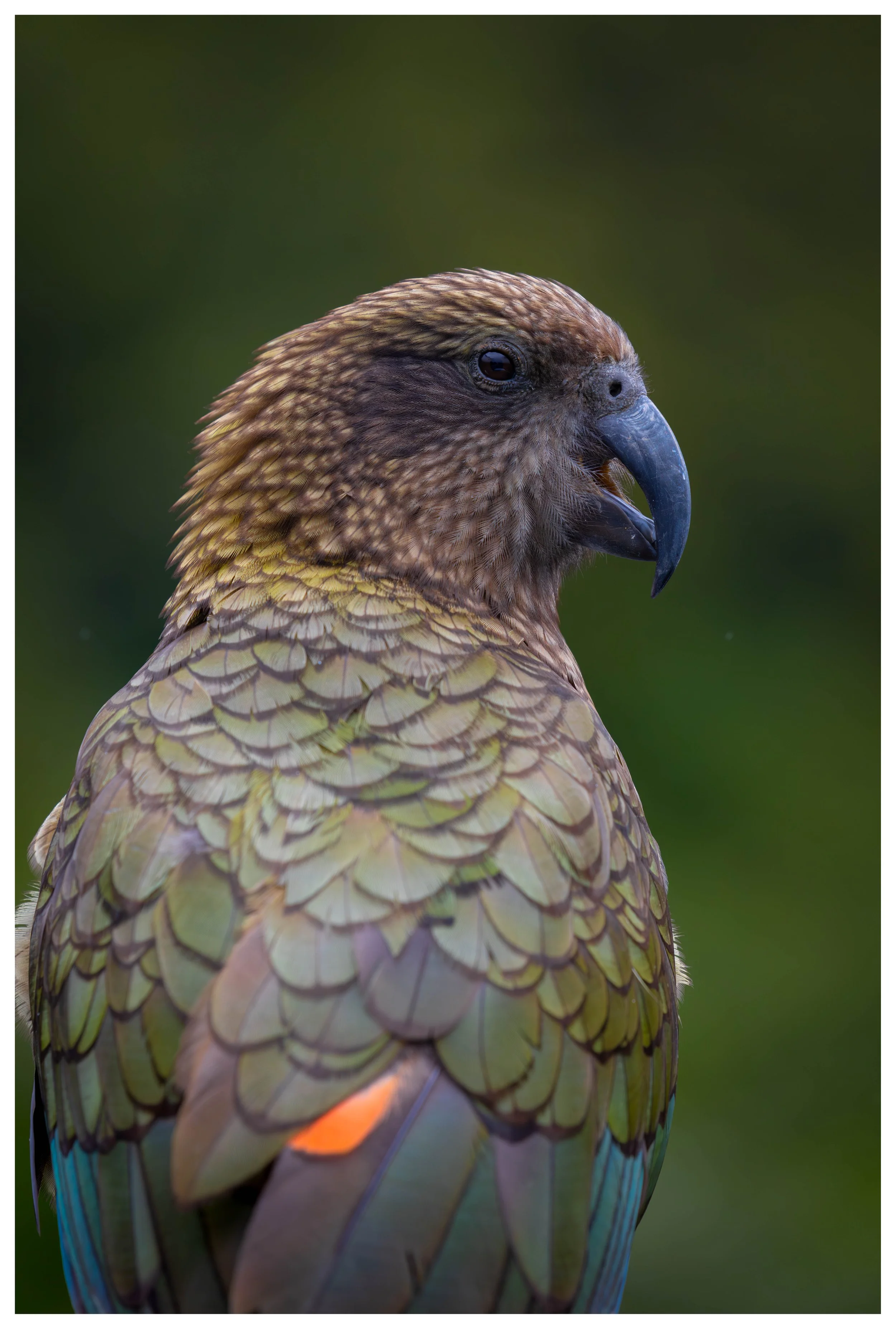 Birds  (Vertical -portrait layout)