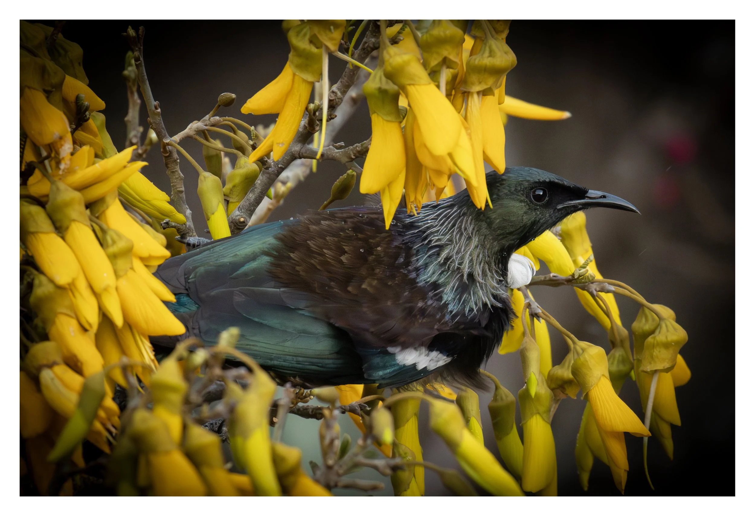 Birds of New Zealand (Horizontal-landscape layout)