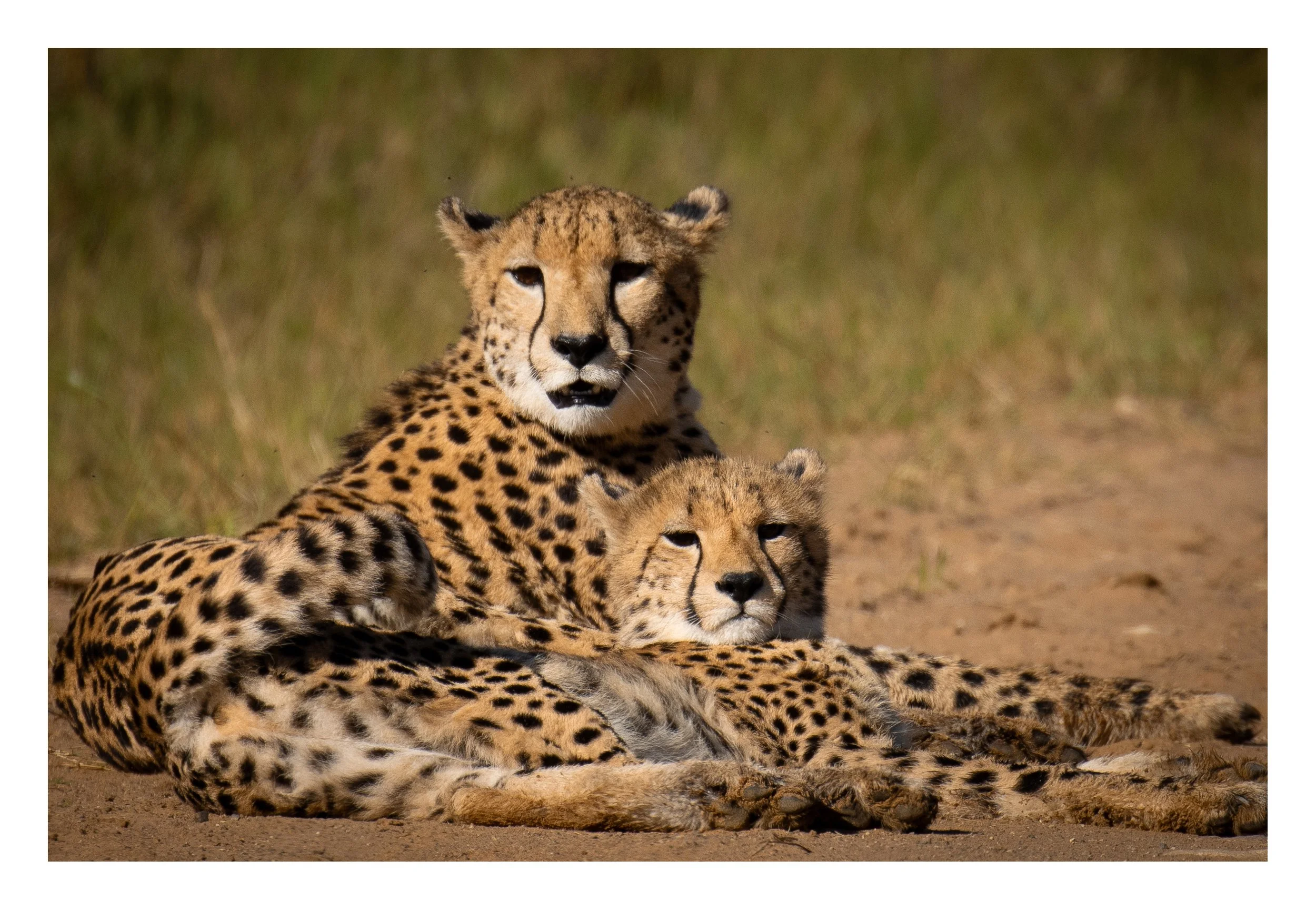 Botswana Photographic Workshop July 2027