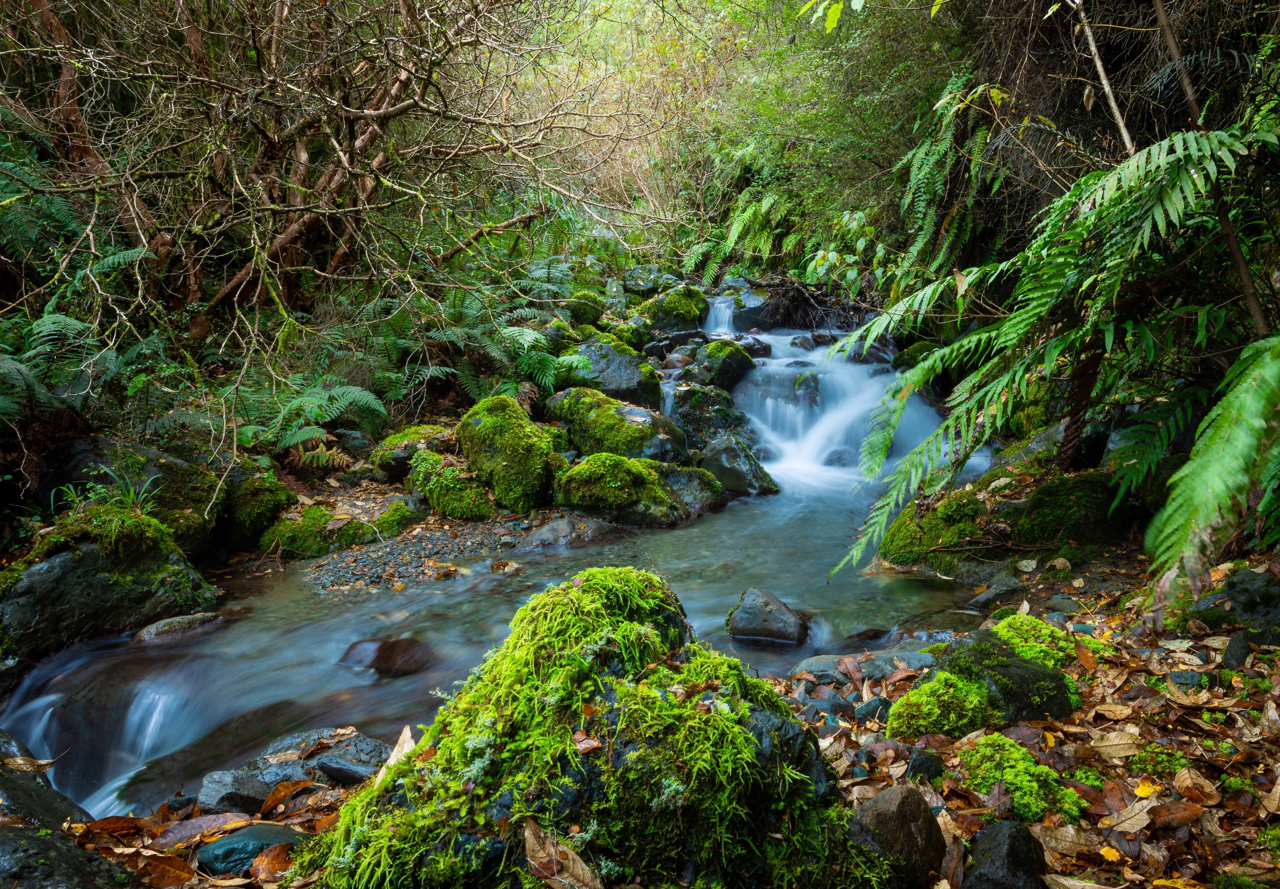The Fiordlands come alive after each rain storm revealing its true secrets.