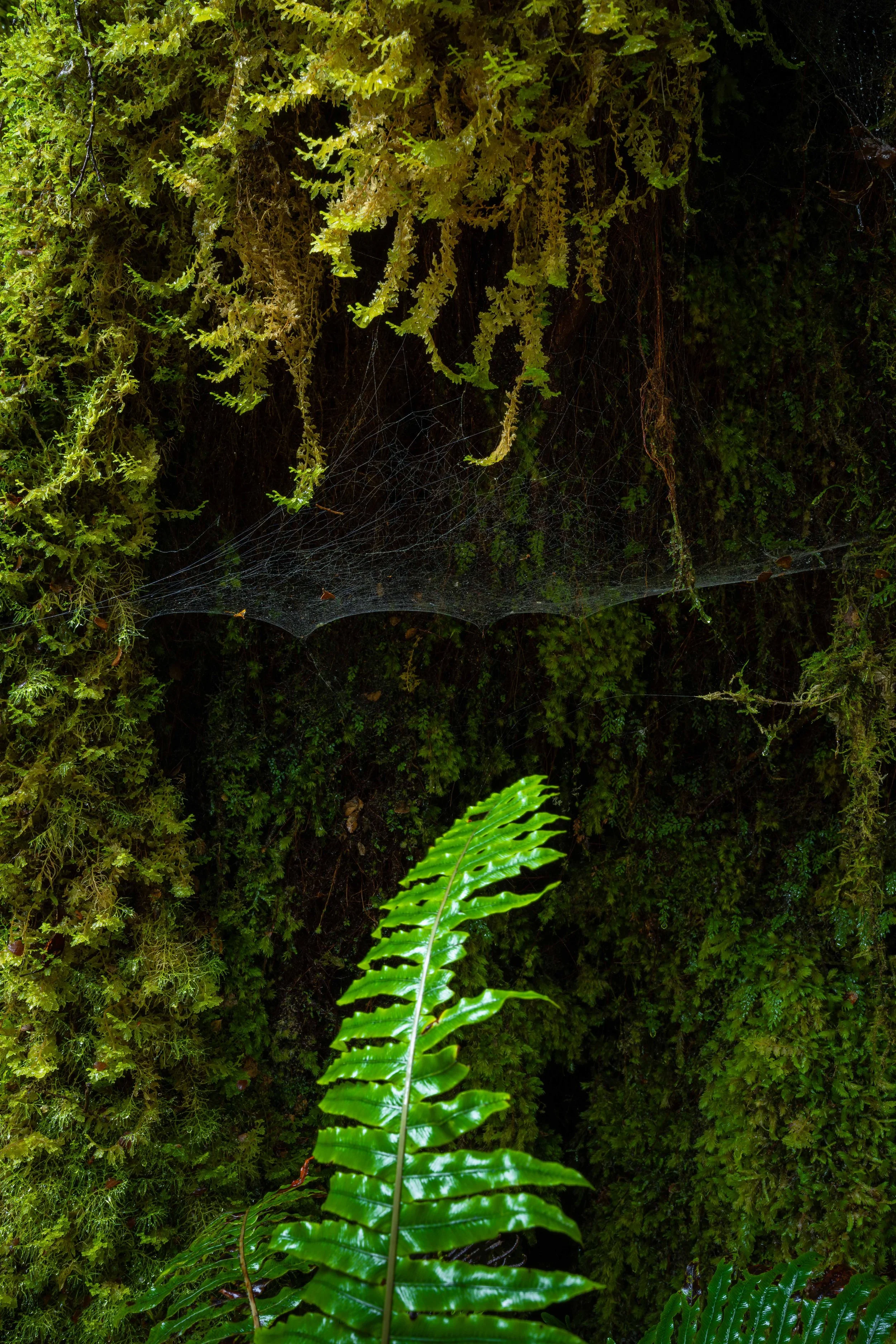 Mystical Forest scenes in the Fiordlands of New Zealand