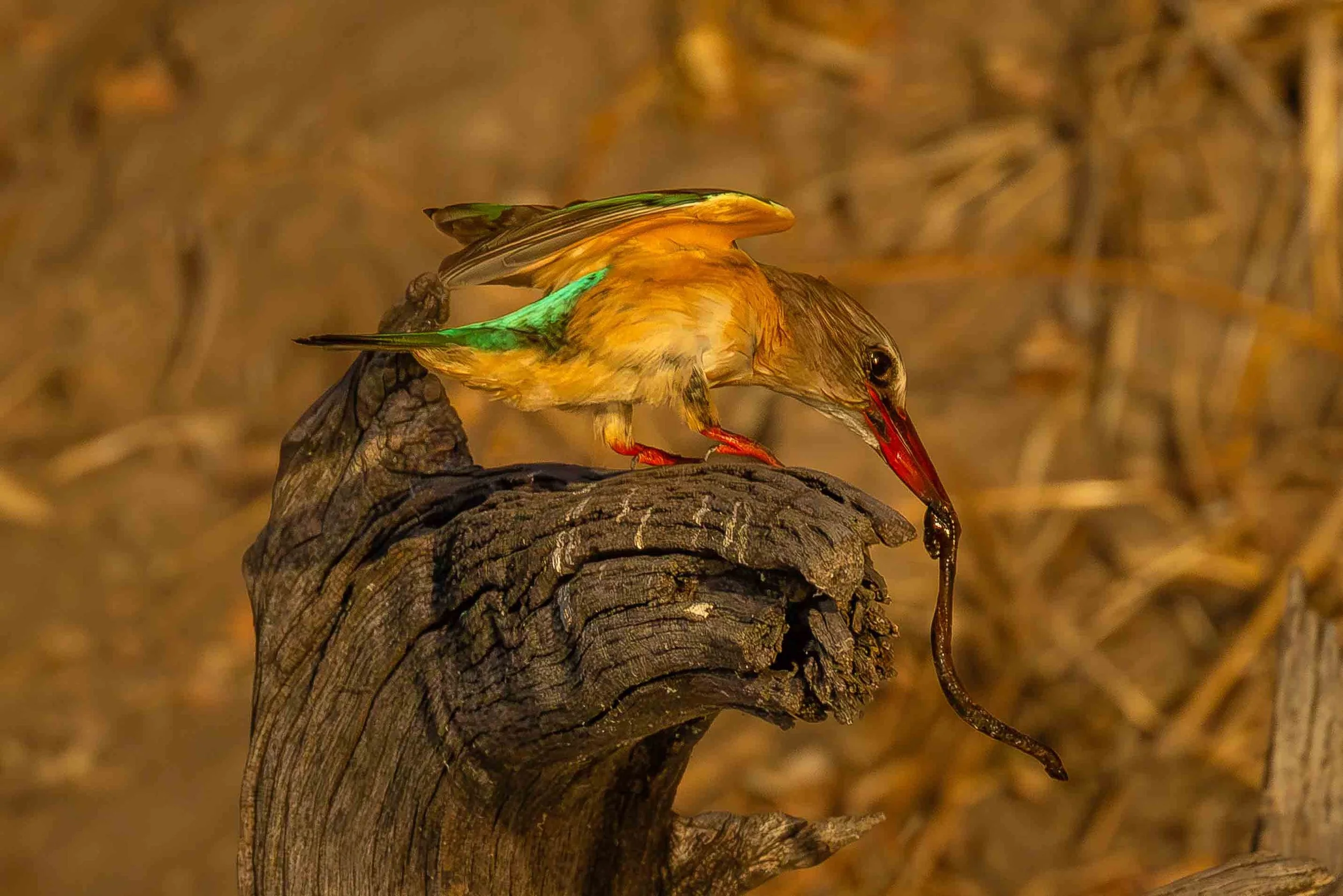 brown hooded kingfisher 4 web copy.jpg