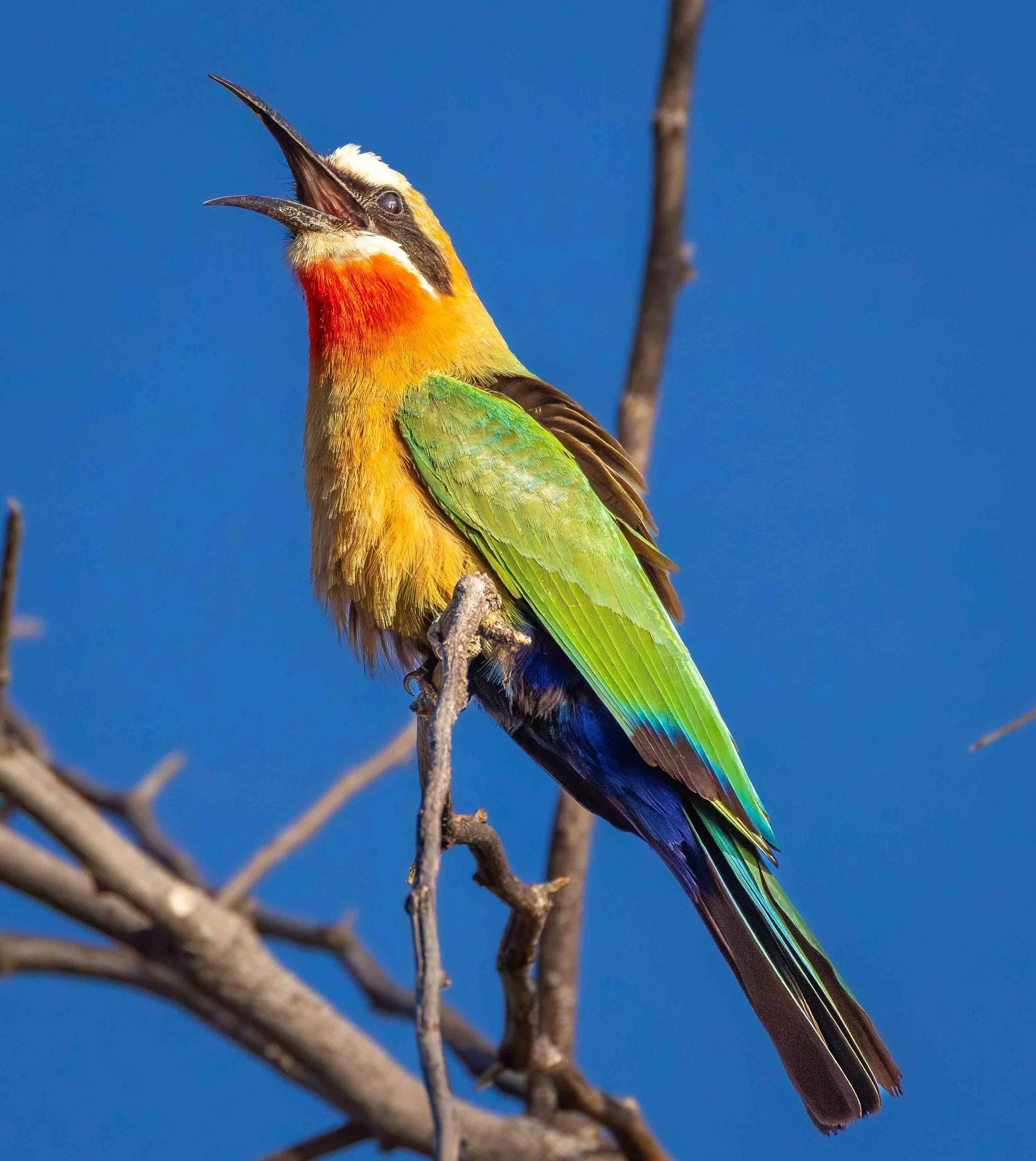 carmen bee eater web copy.jpg