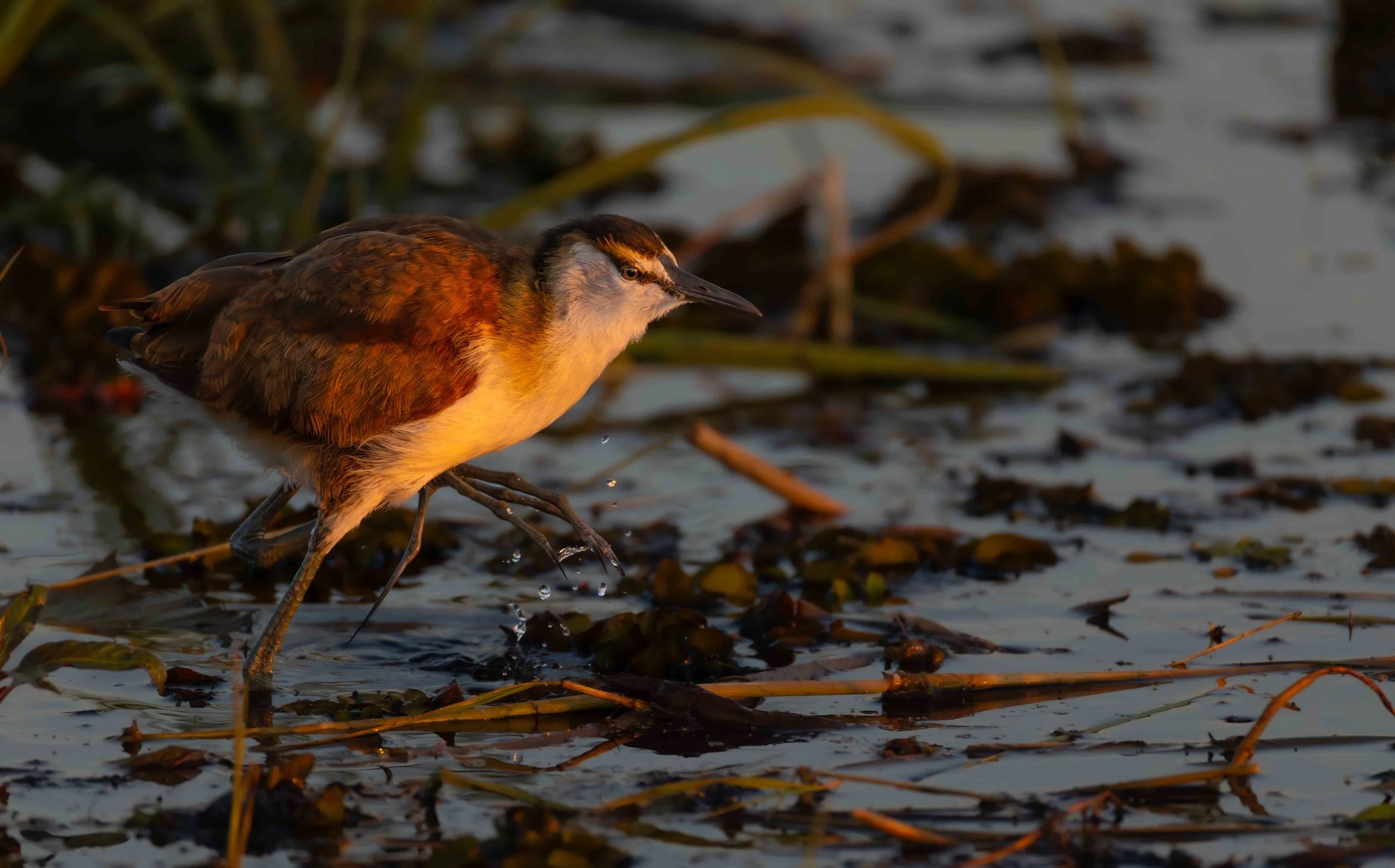 early morning African Jacana 1a web copy.jpg