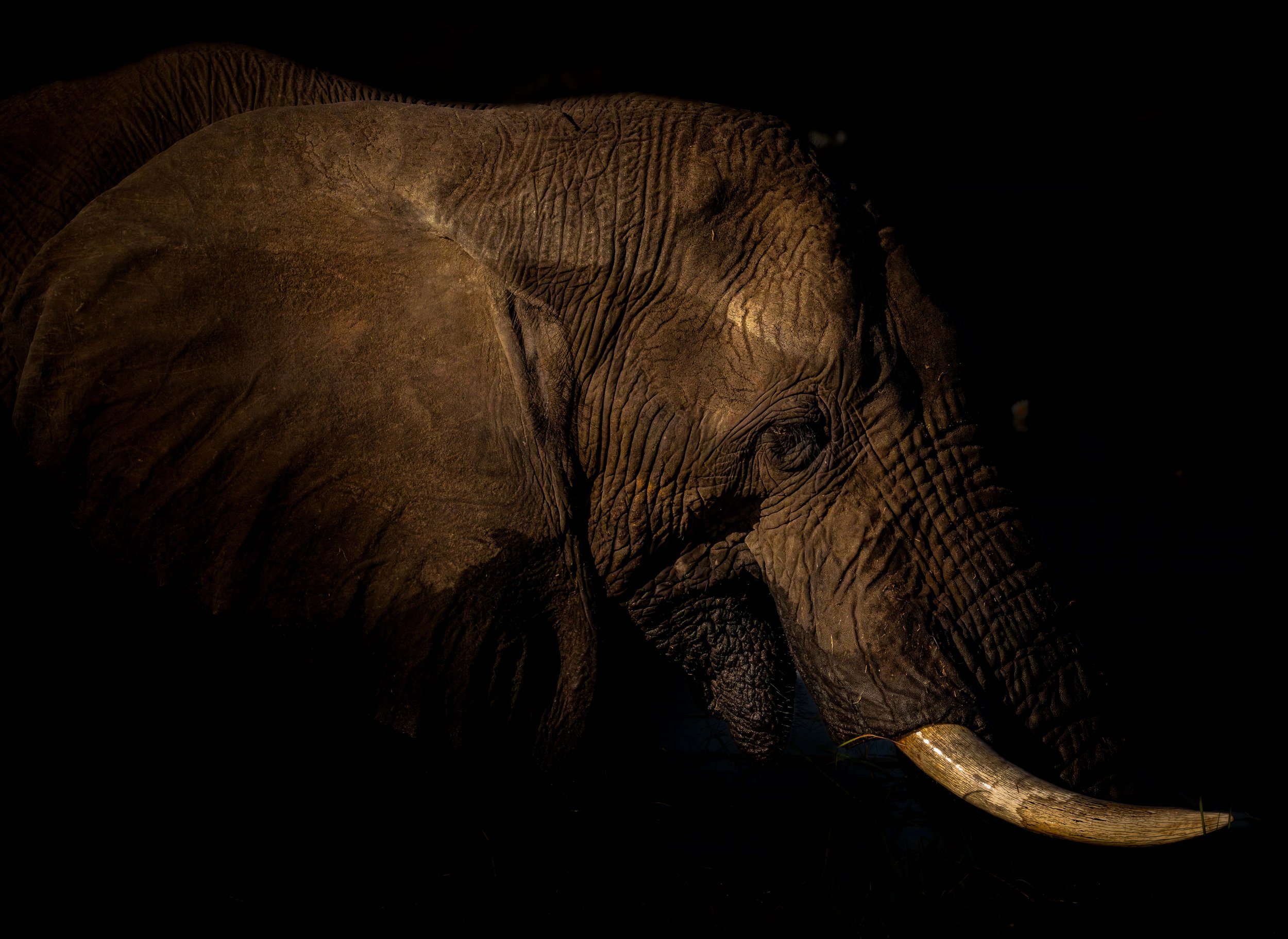 low key ellie1b copy website.jpg