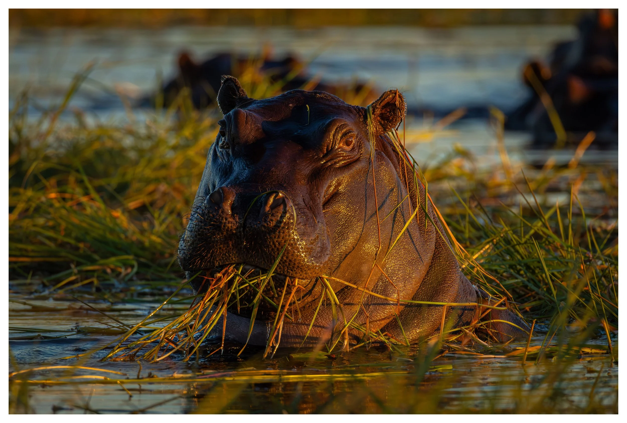 morning hippo breakfast website.jpg