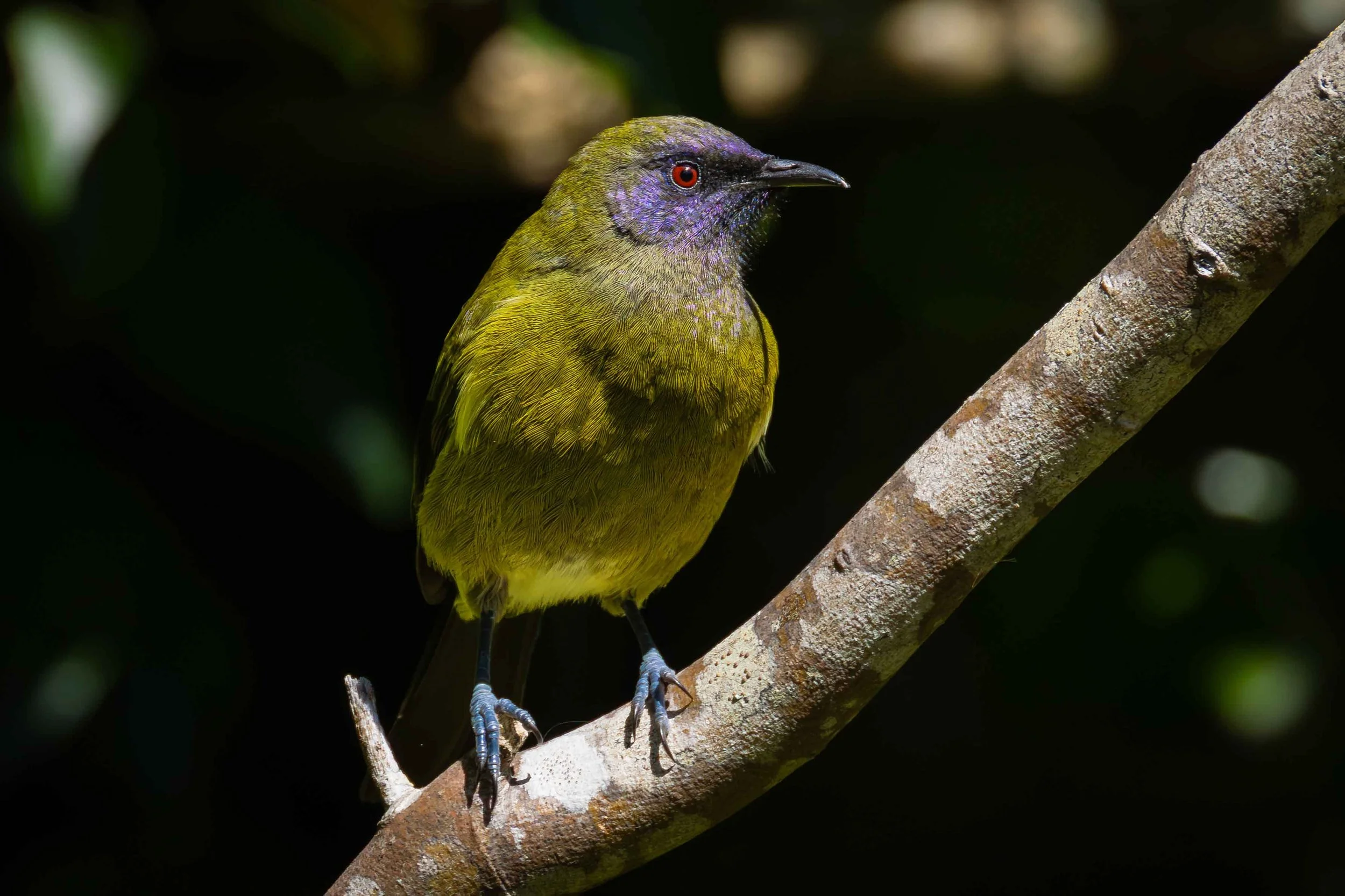 bell bird 2 webcopy.jpg