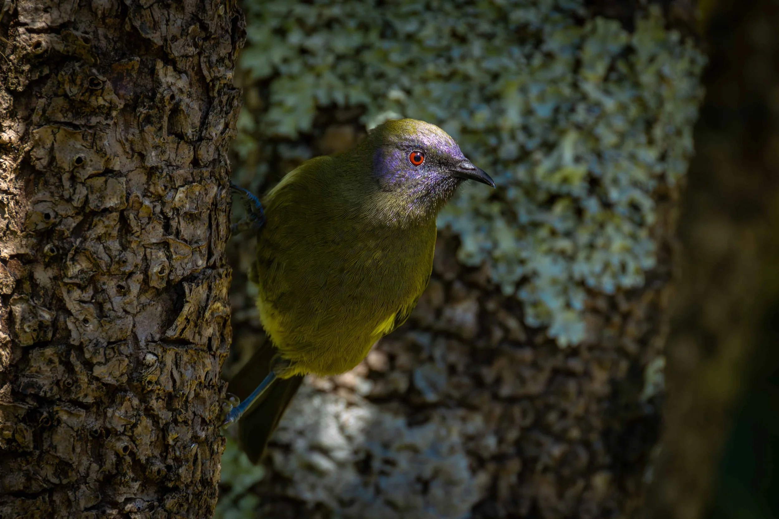 bell bird 4 webcopy.jpg