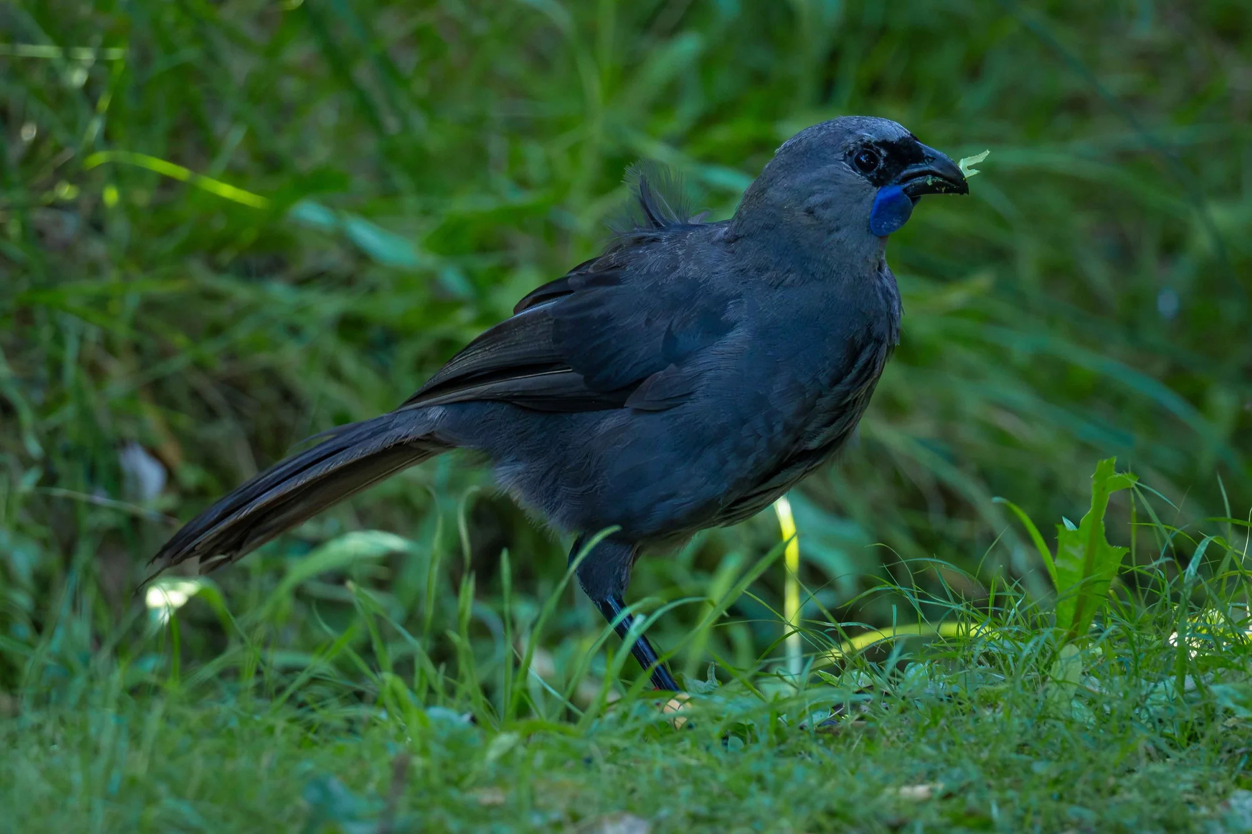 Blue bird_ webcopy.jpg
