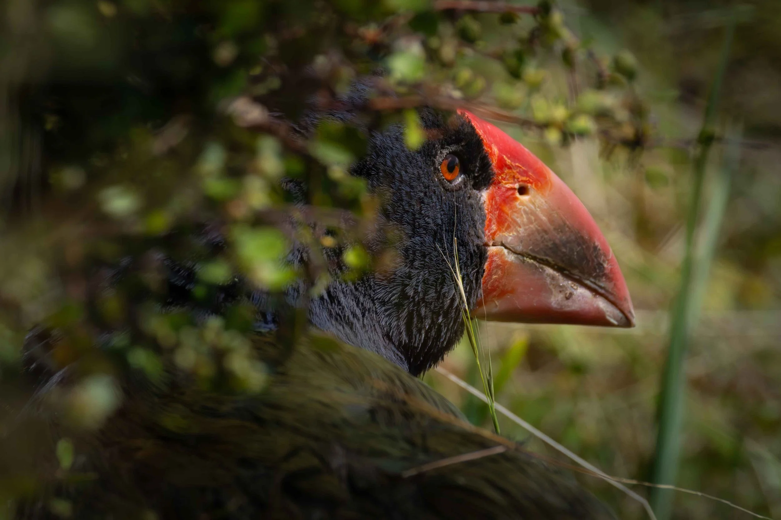 Takahe 2 webcopy.jpg
