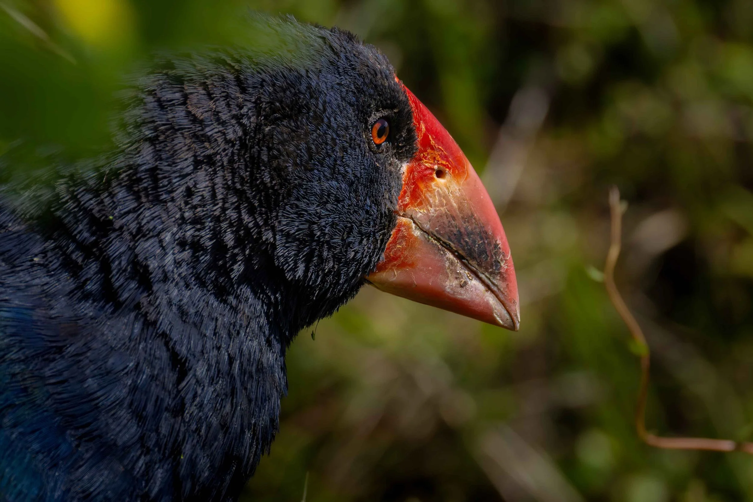 Takahe 3 webcopy.jpg