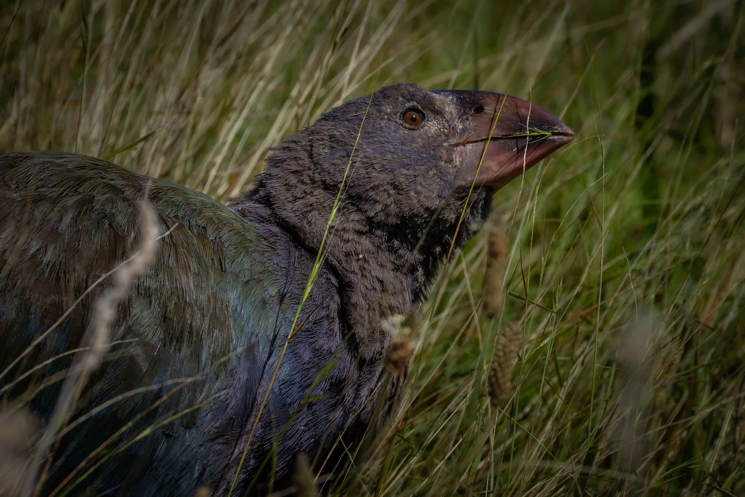 Takahe 4 webcopy.jpg