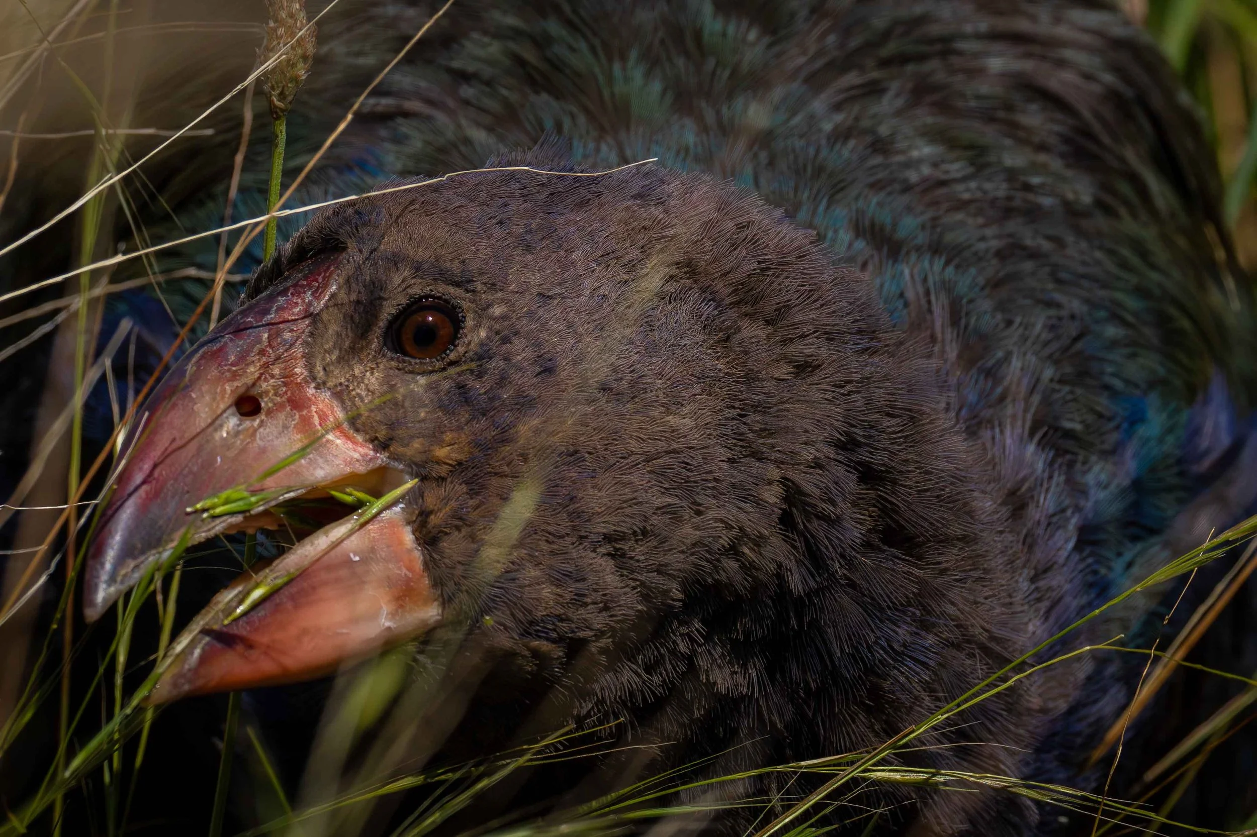 Takahe 11 web copy.jpg