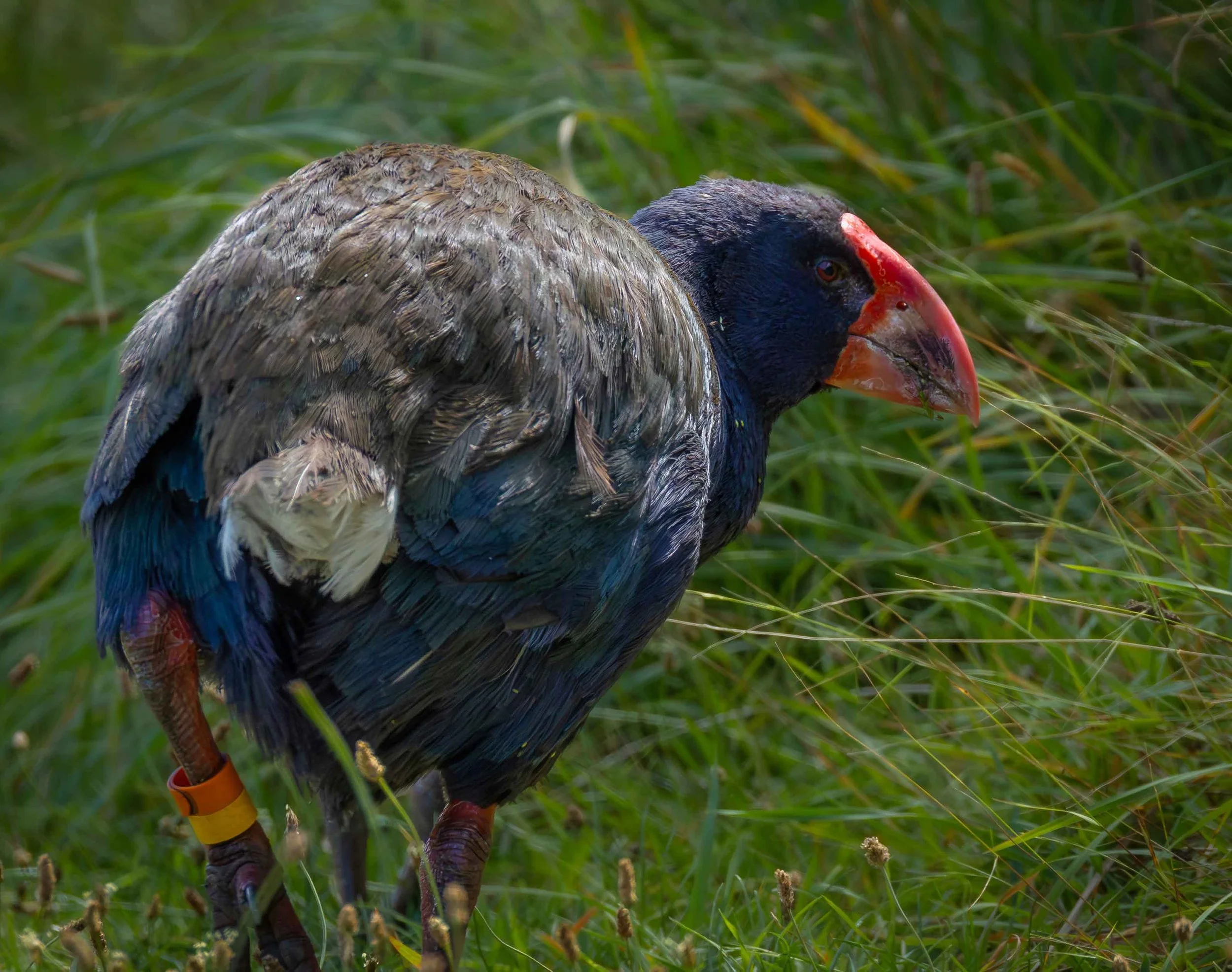 Takahe in grass 2 webcopy.jpg