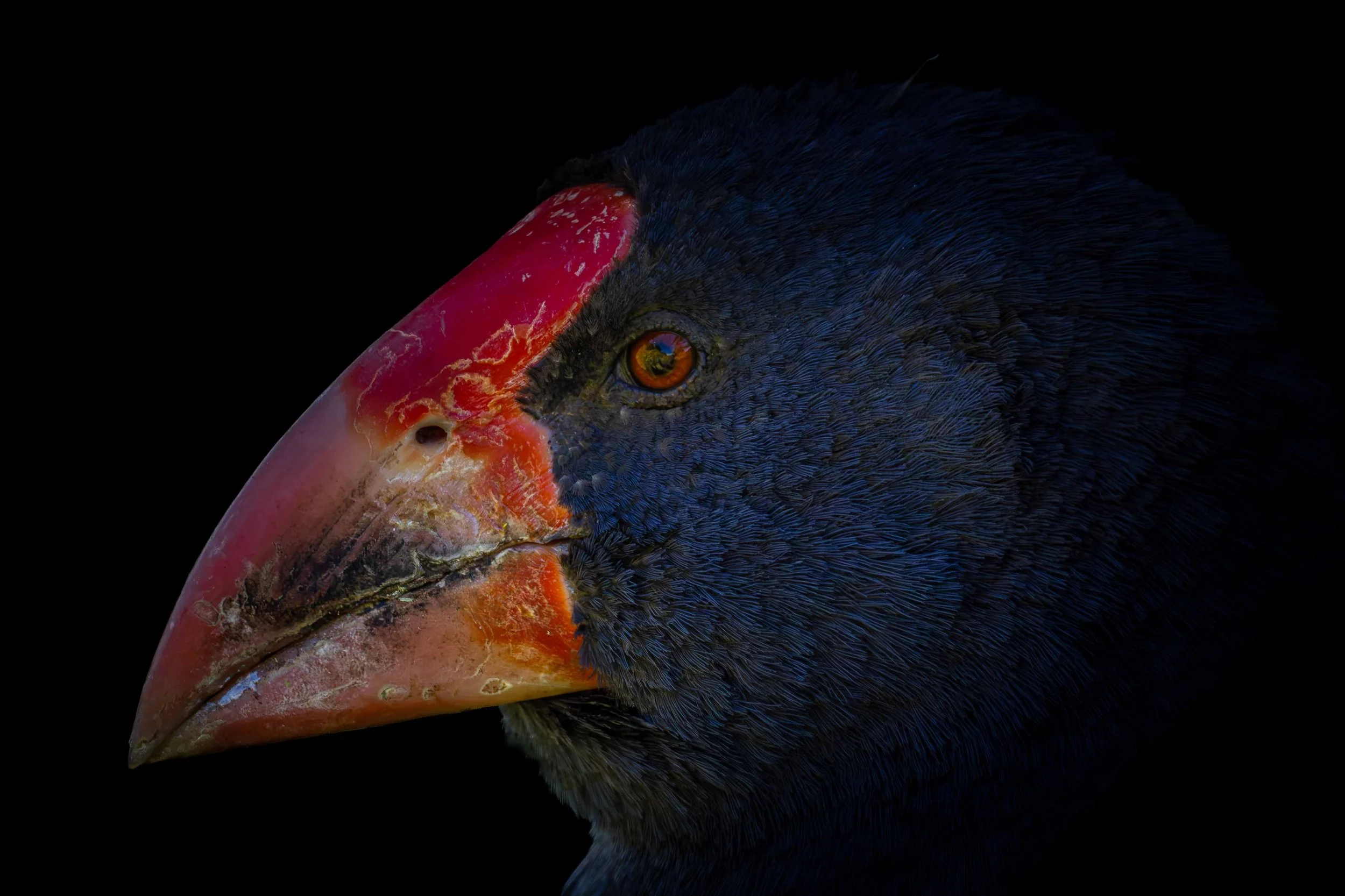 takahe portrait webcopy.jpg